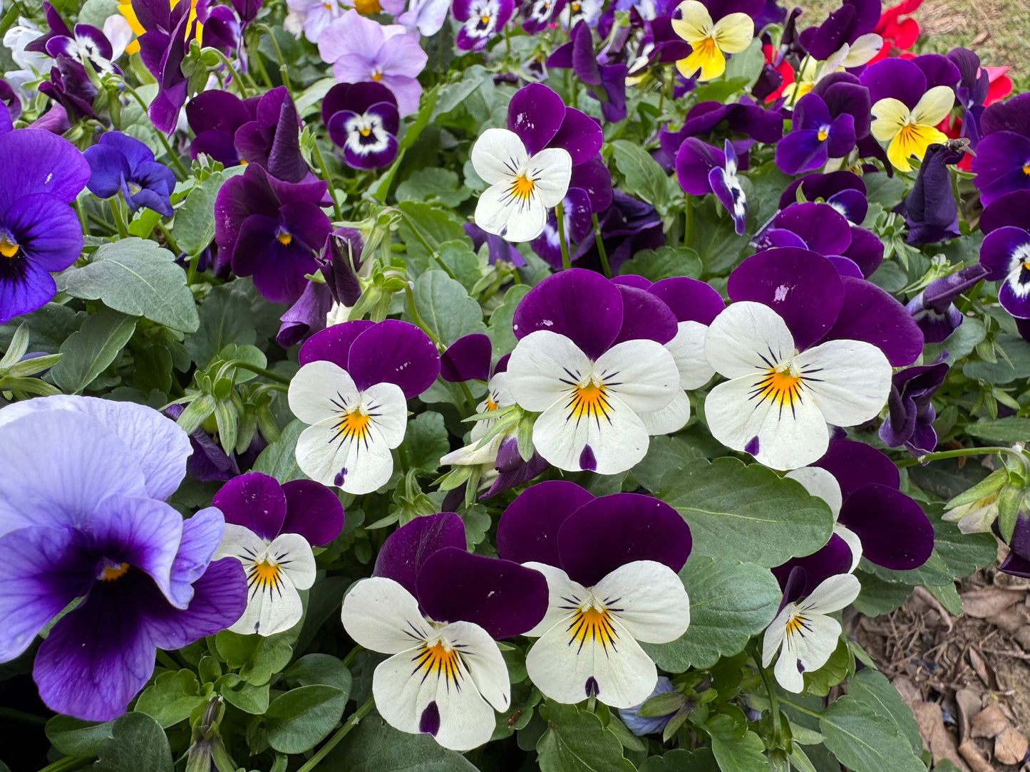100 JOHNNY JUMP UP Violet Viola Tricolor Flower Seeds