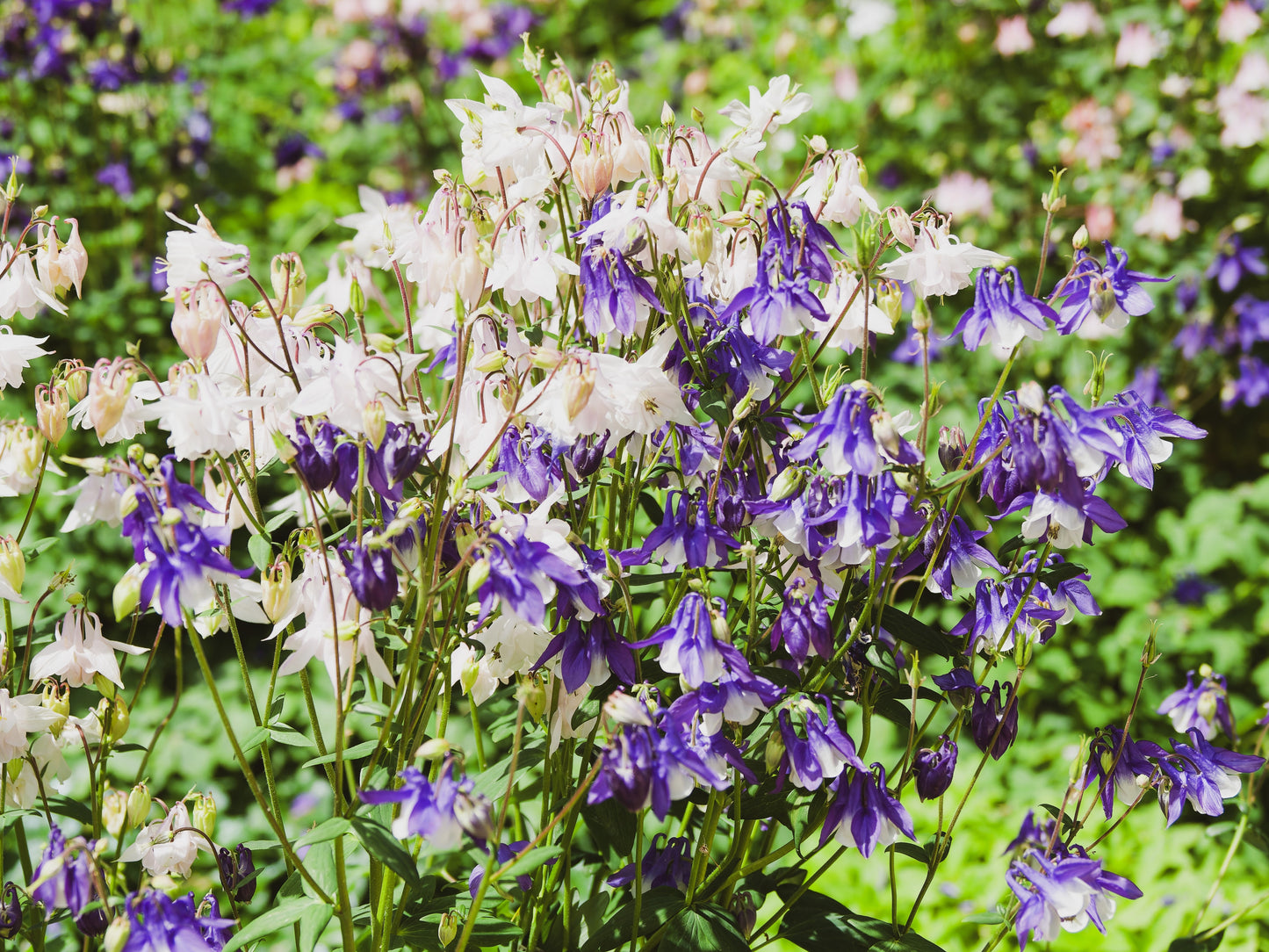 100 MIXED EUROPEAN COLUMBINE Aquilegia Flower Seeds