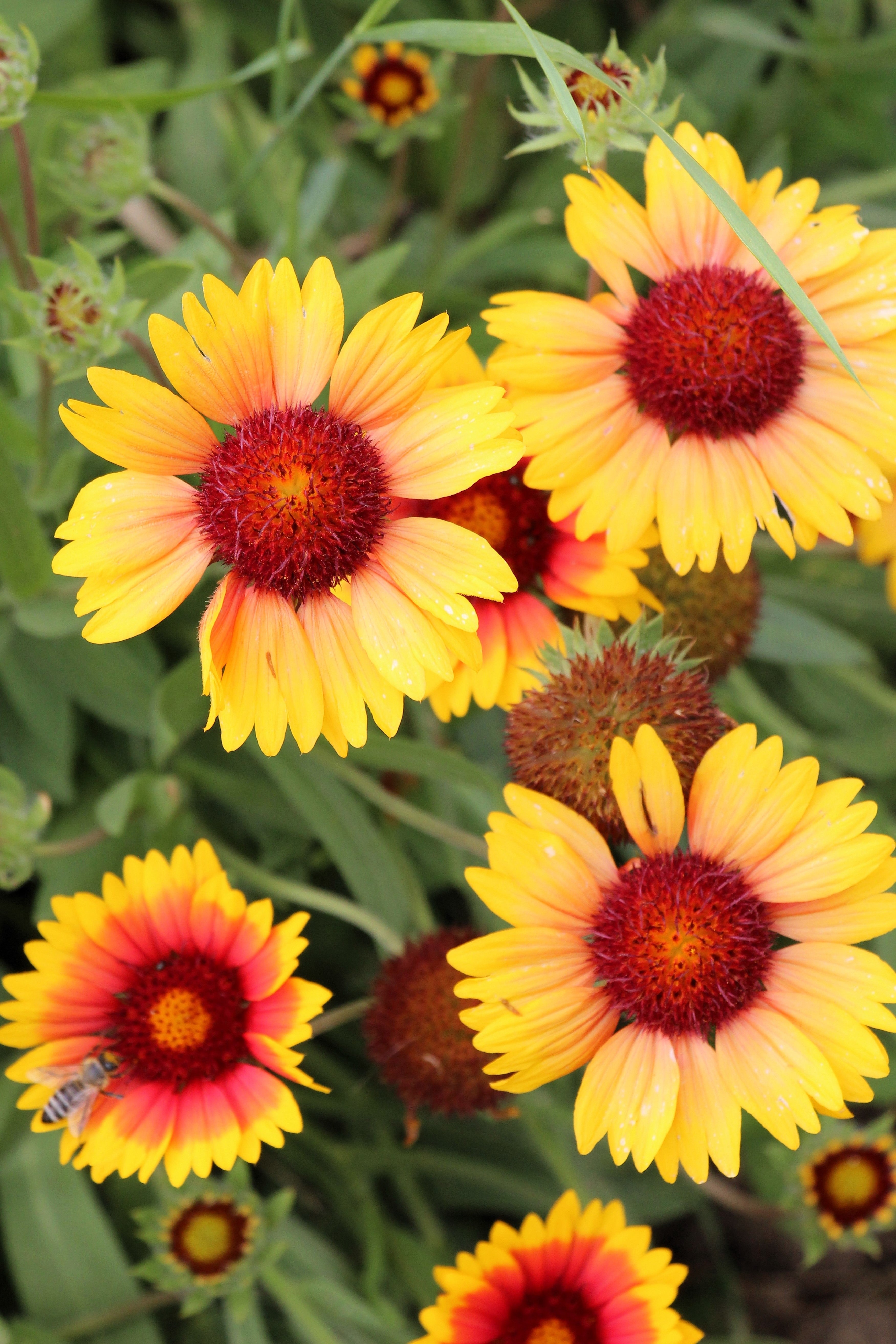 Yellow Gaillardia Seeds - Thumbnail 2