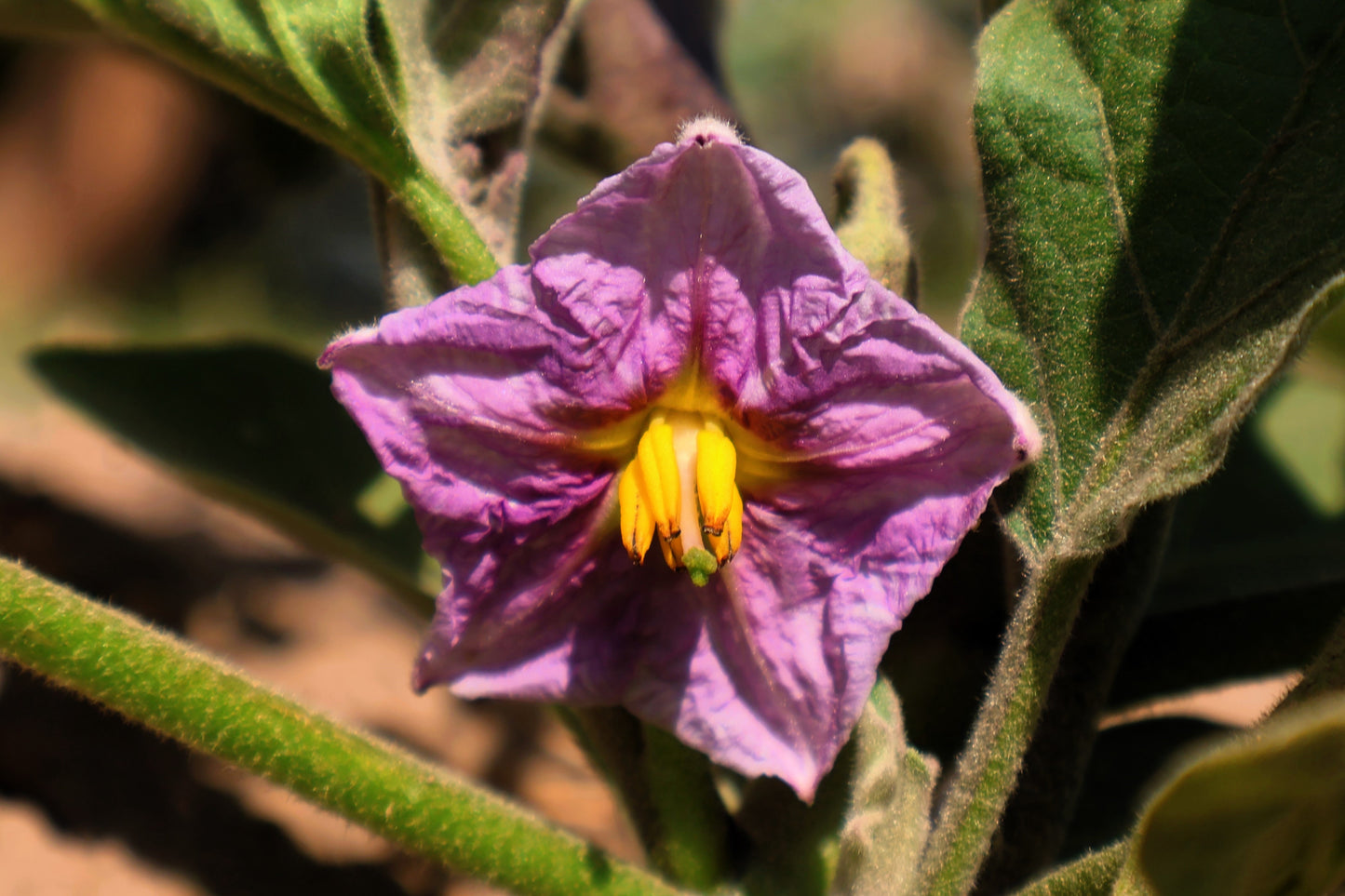 25 RUFFLED RED EGGPLANT Pumpkin On A Stick Edible & Ornamental Solanum Melongena Seeds