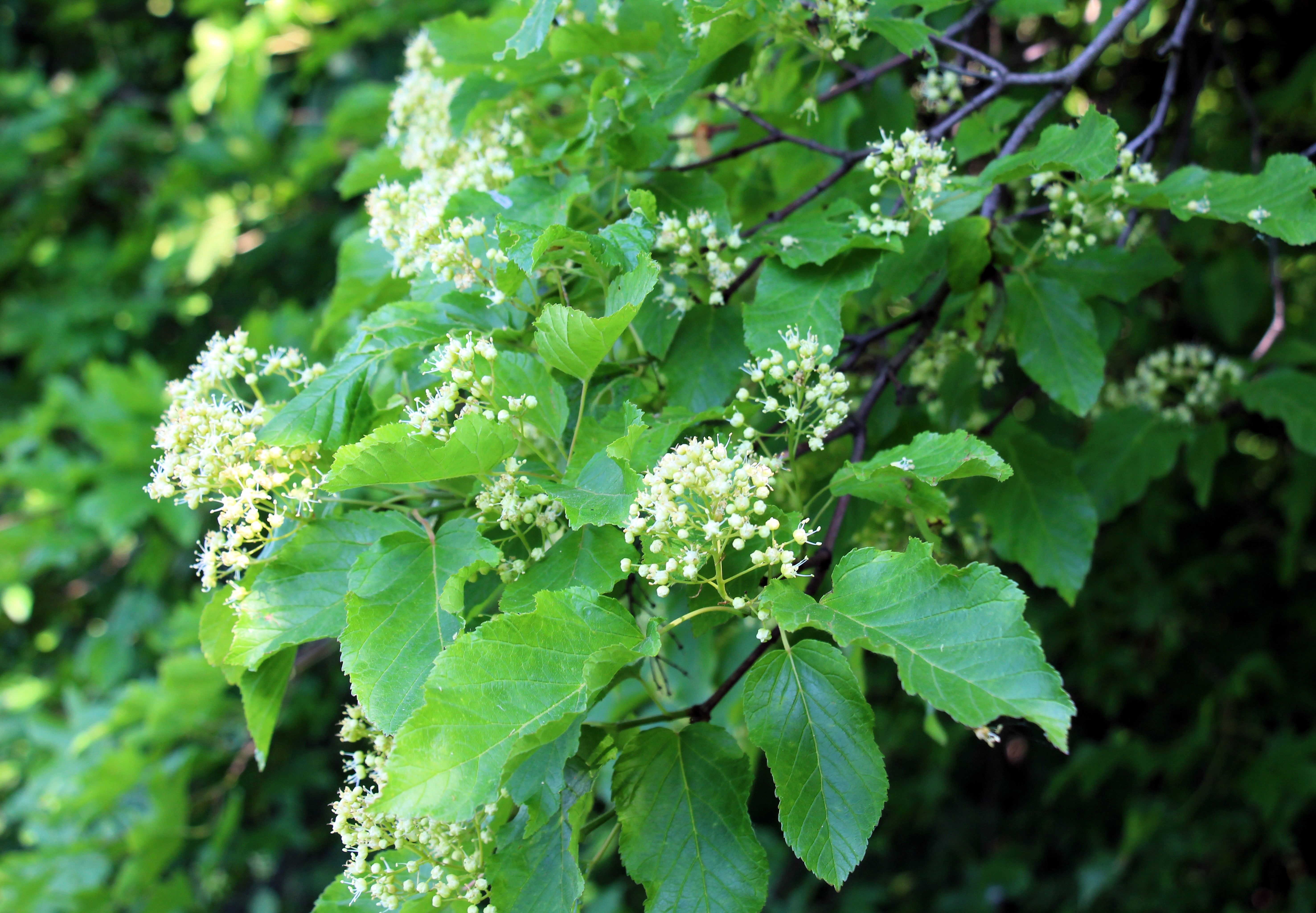 20 Tatarian FLAME MAPLE TREE Red Acer Tataricum Seeds – Seedville USA