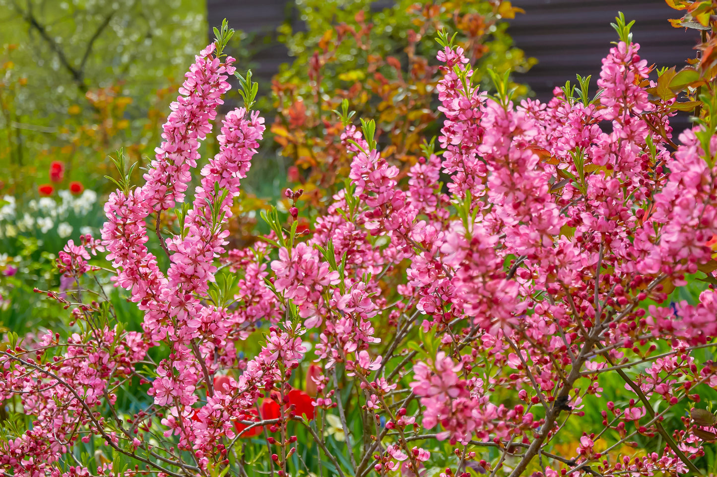 5 DWARF RUSSIAN ALMOND Prunus Tenella Rose Red Pink Fragrant Flower Shrub Seeds