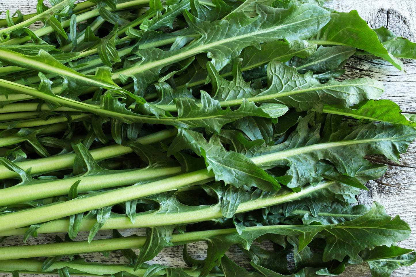 800 EMERALD CATALOGNA ENDIVE Italian Chicory Cichorium Endivia Seeds