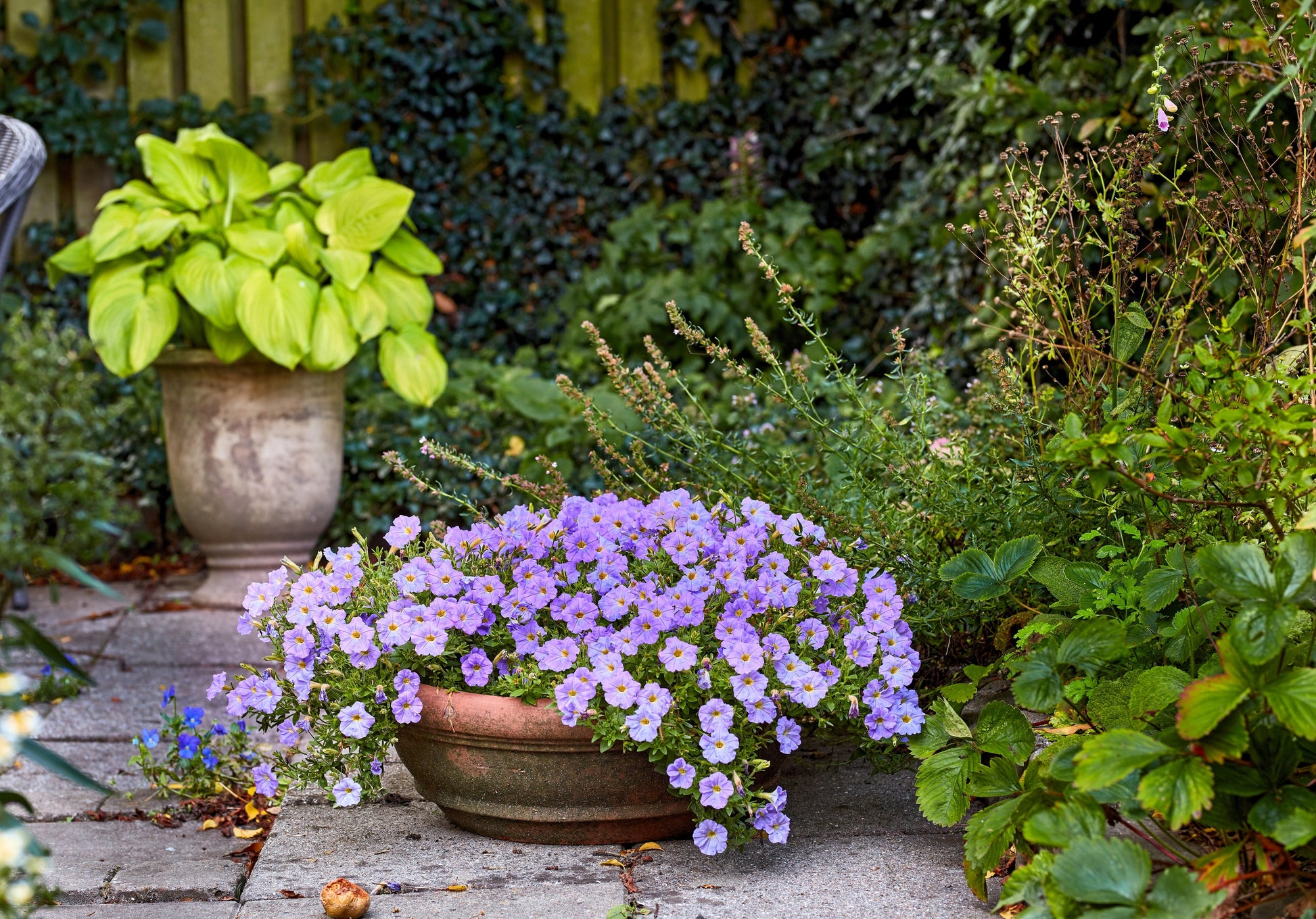 cup flower seeds 250 PURPLE Robe CUP FLOWER Nierembergia Hippomanica Caerulea Seeds