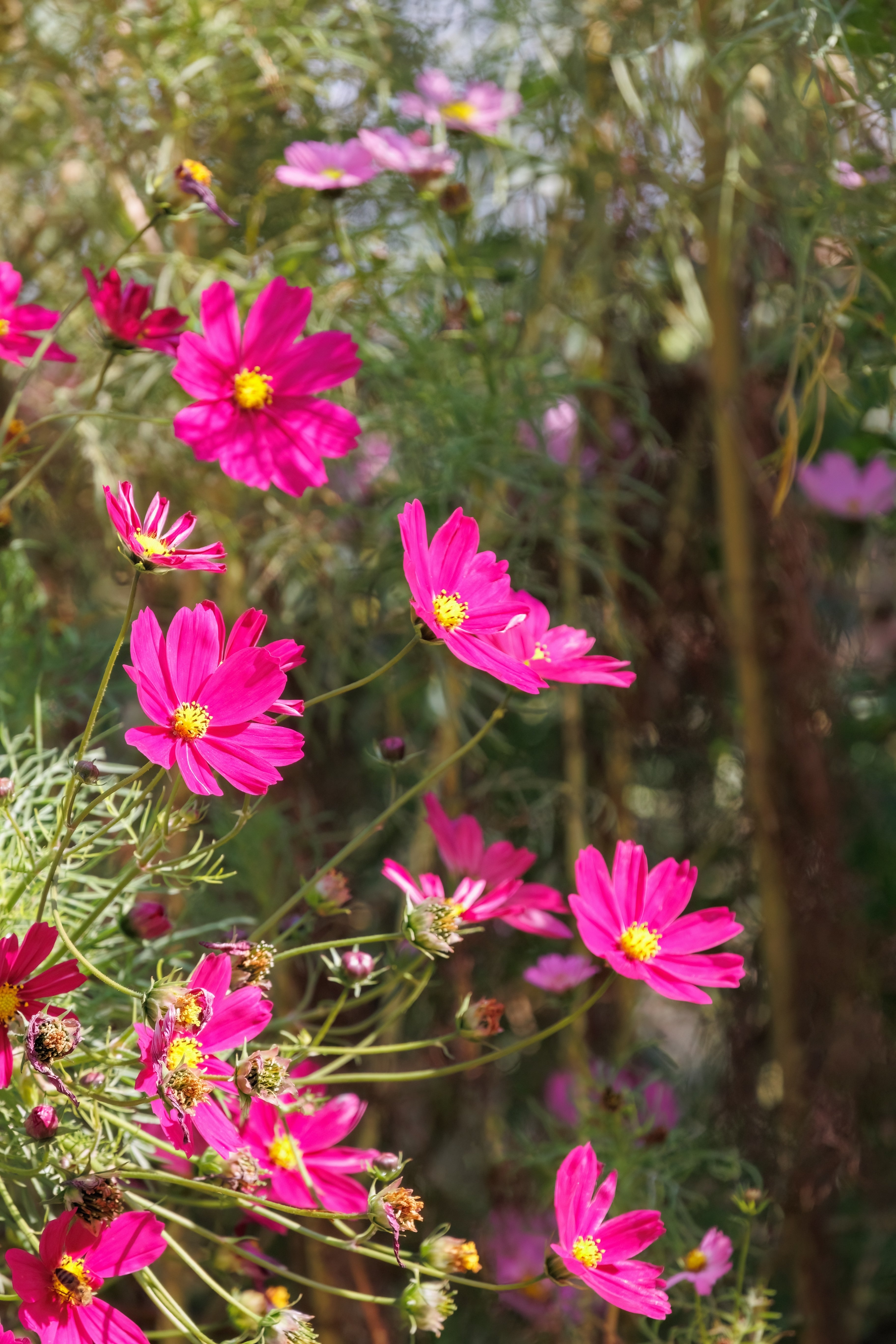 300 Wine Red TETRA VERSAILLES COSMOS Bipinnatus Hummingbird Flower
