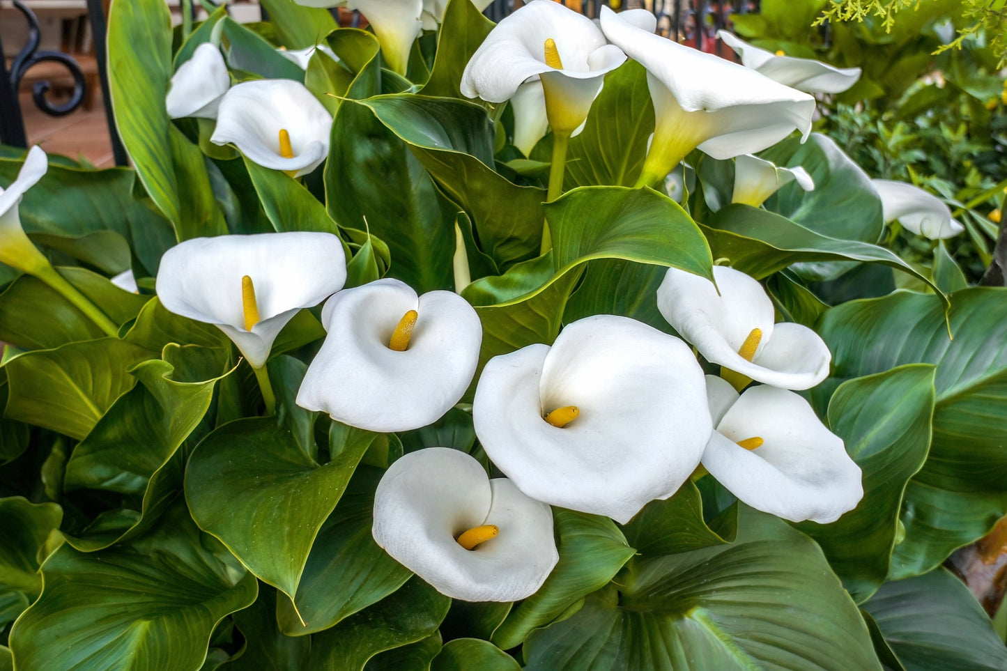 10 *Seeds WHITE CALLA LILY Zantedeschia Aethiopica Arum Trumpet Lily Flower Houseplant