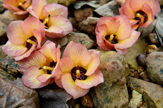 10 PORTIA TREE Yellow Pink Purple Flowers Change Color Pacific Rosewood Tulip Thespesia Populnea Seeds