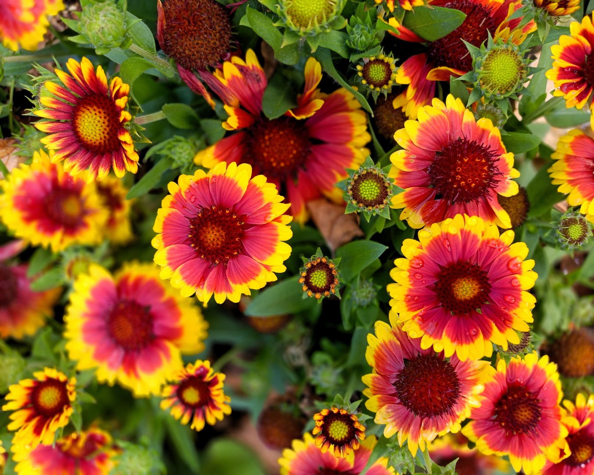 100 ARIZONA SUN GAILLARDIA Pulchella Indian Blanket Flower Seeds