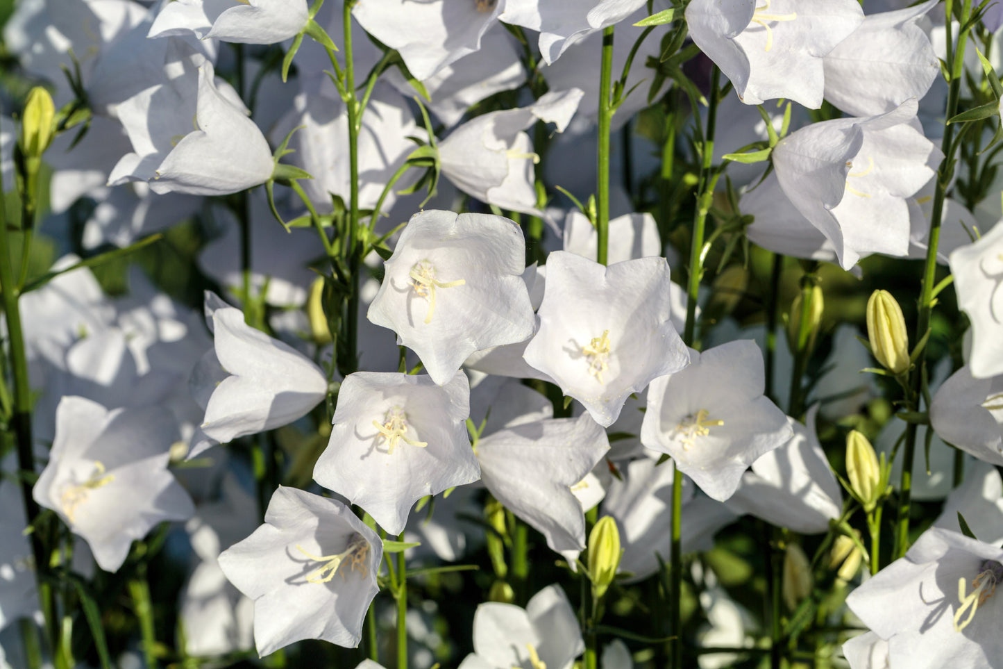 200 White CANTERBURY BELLS - CAMPANULA Medium Flower Seeds