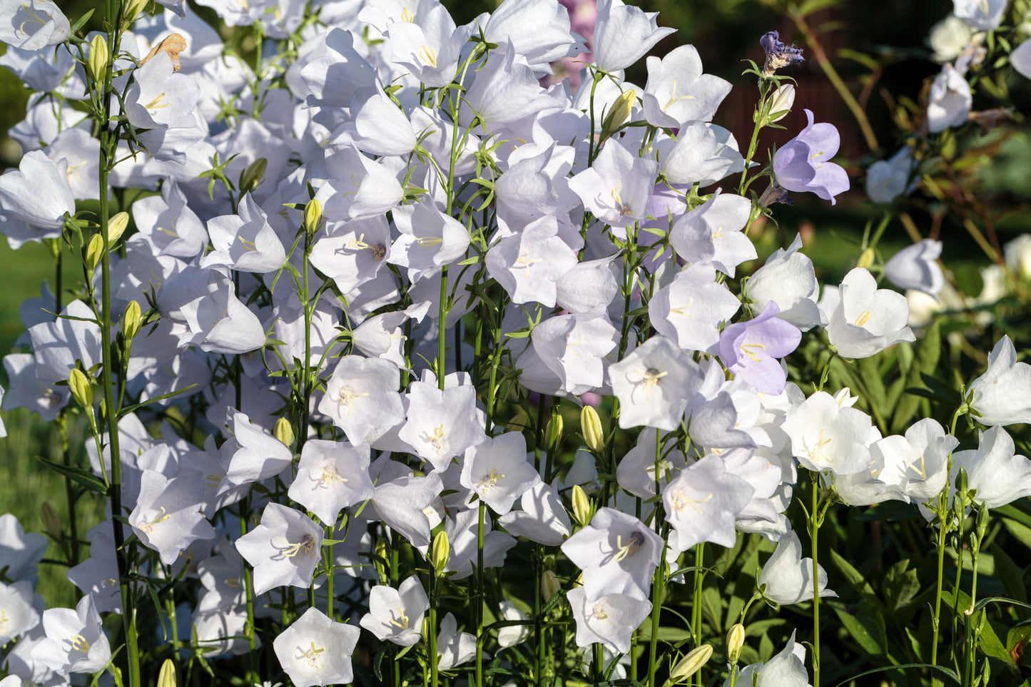 200 White CANTERBURY BELLS - CAMPANULA Medium Flower Seeds