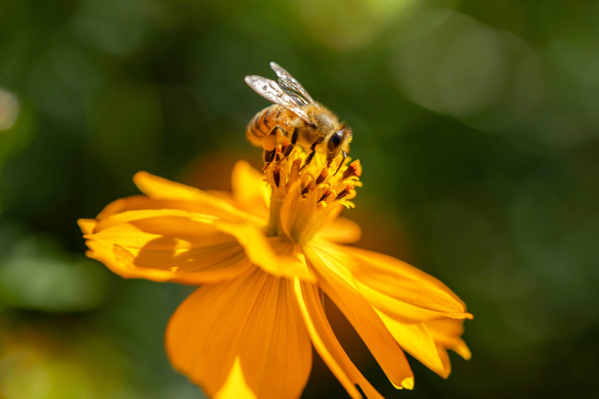 300 YELLOW SULPHUR COSMOS Bipinnatus Flower Seeds