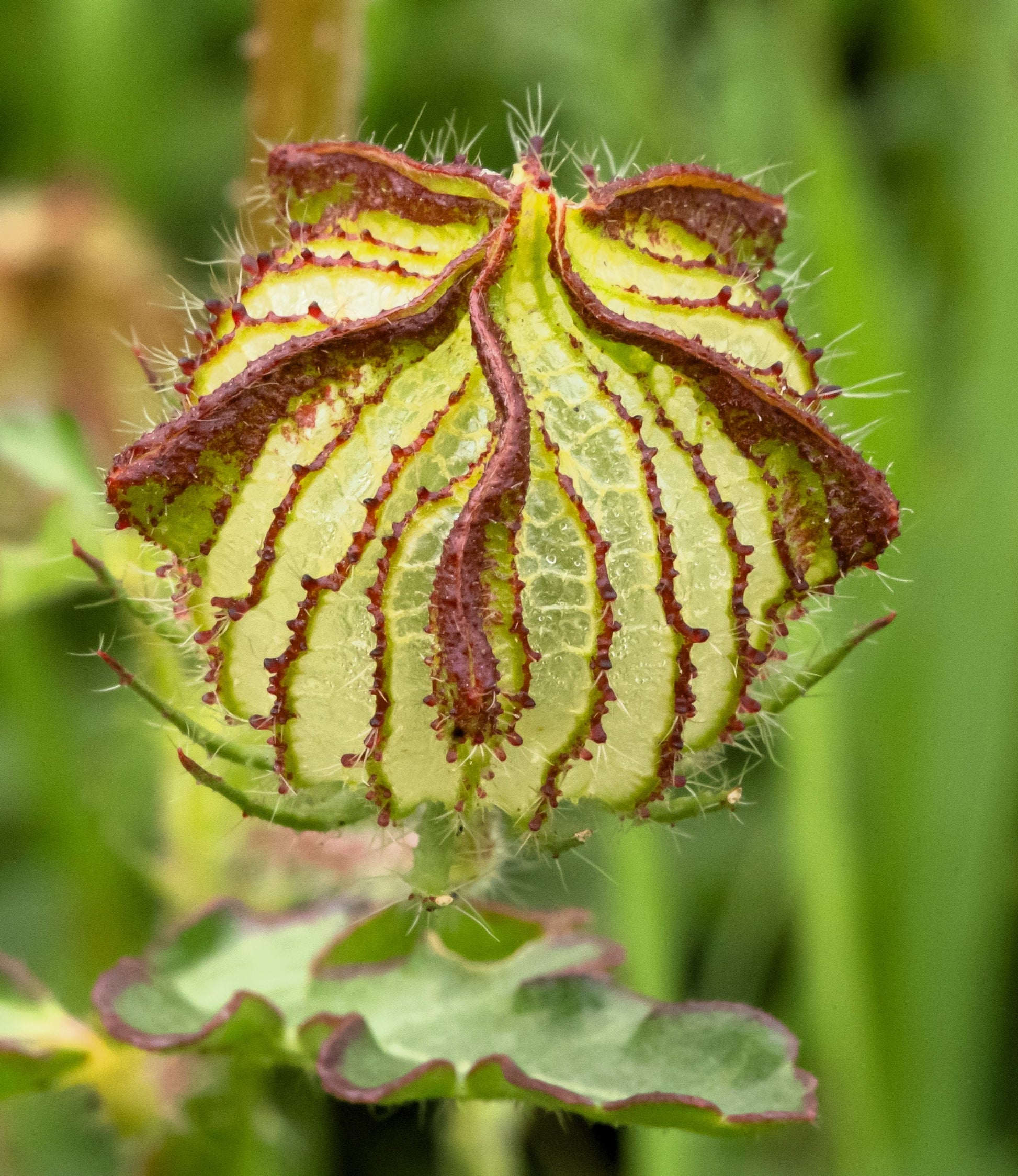 hibiscus plant seed pods 10 SIMPLY LOVE HIBISCUS (Flower of the Hour / Baldder Hibiscus) Hibiscus Trionum Flower Seeds