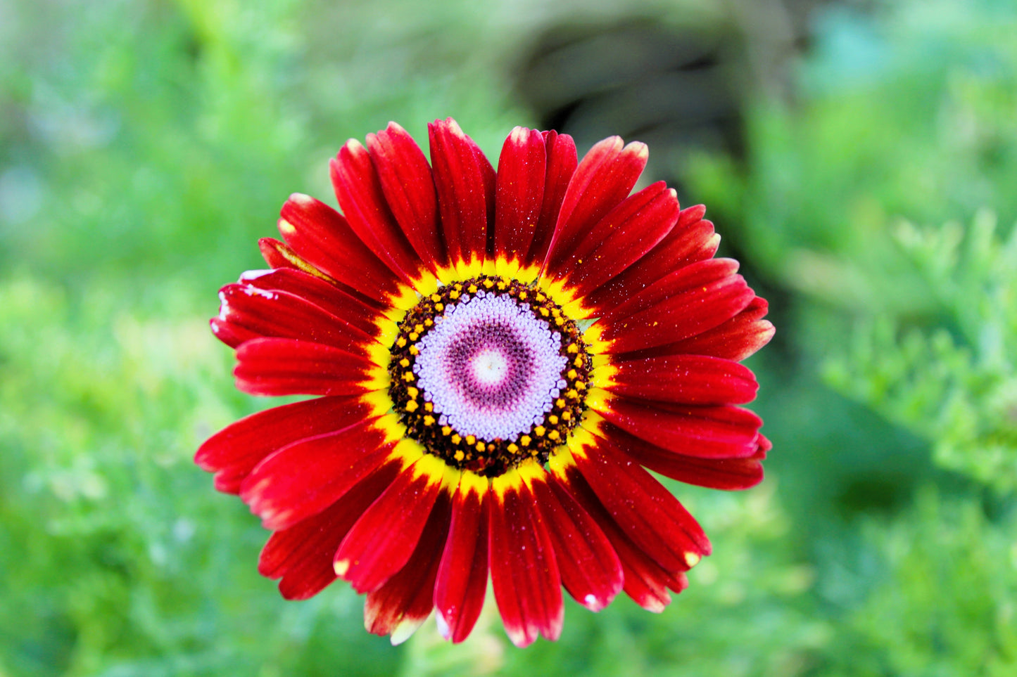 250 TRICOLOR PAINTED DAISY (Pyrenthrum Daisy) Chrysanthemum Carinatum Flower Seeds