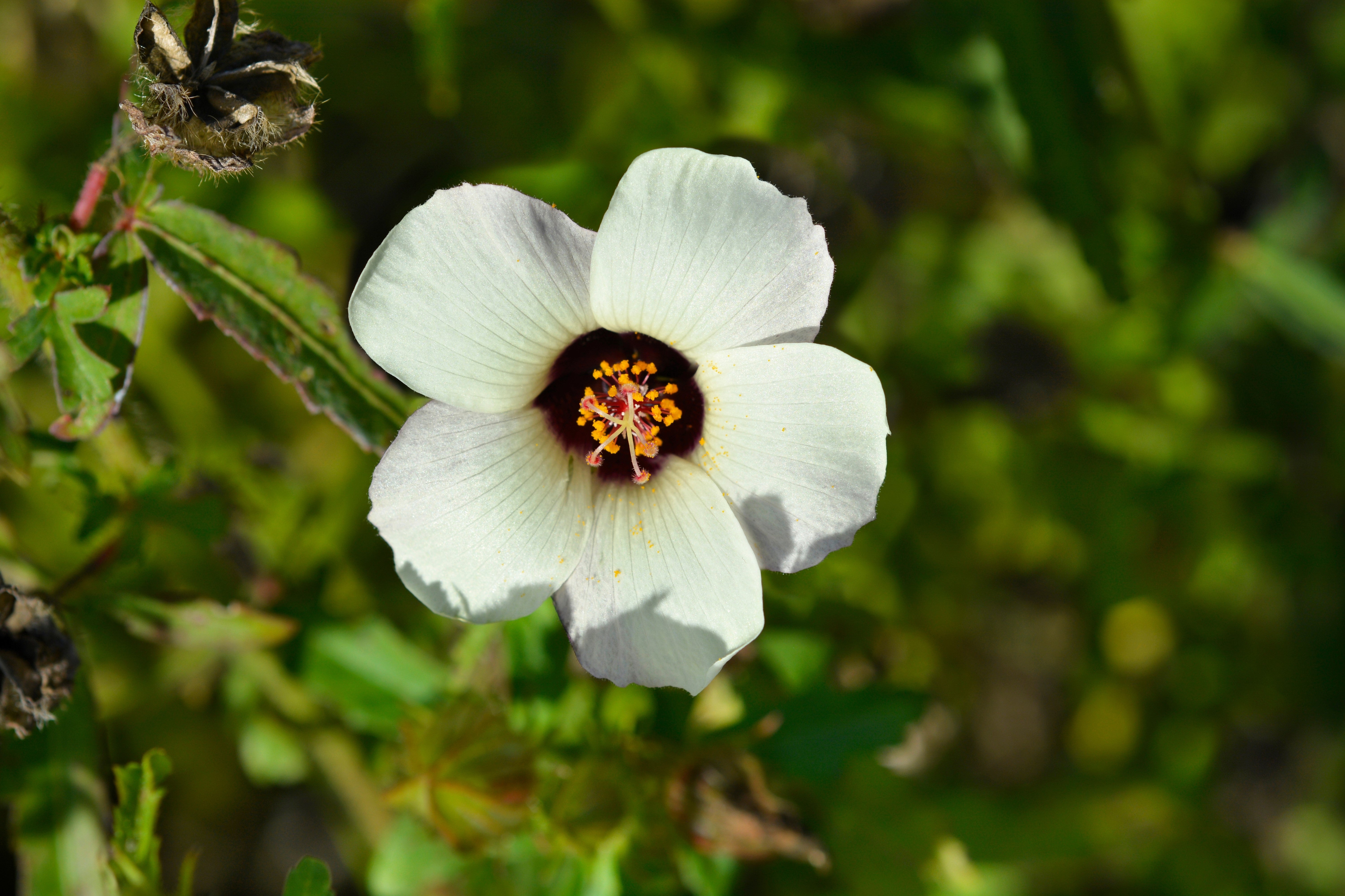 10 SIMPLY LOVE HIBISCUS (Flower of the Hour / Baldder Hibiscus