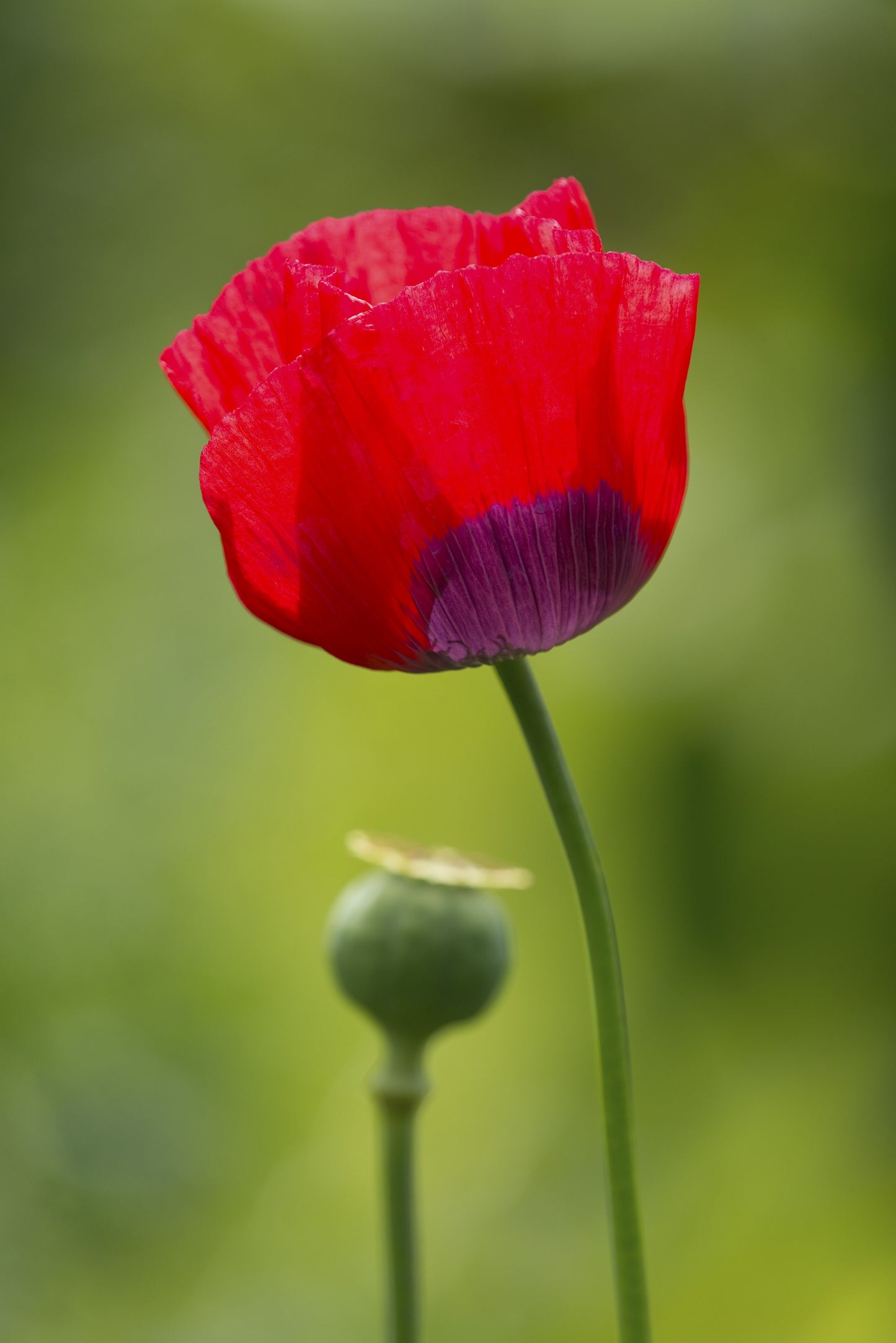 100 RED TULIP POPPY Papaver Glaucum Flower Seeds