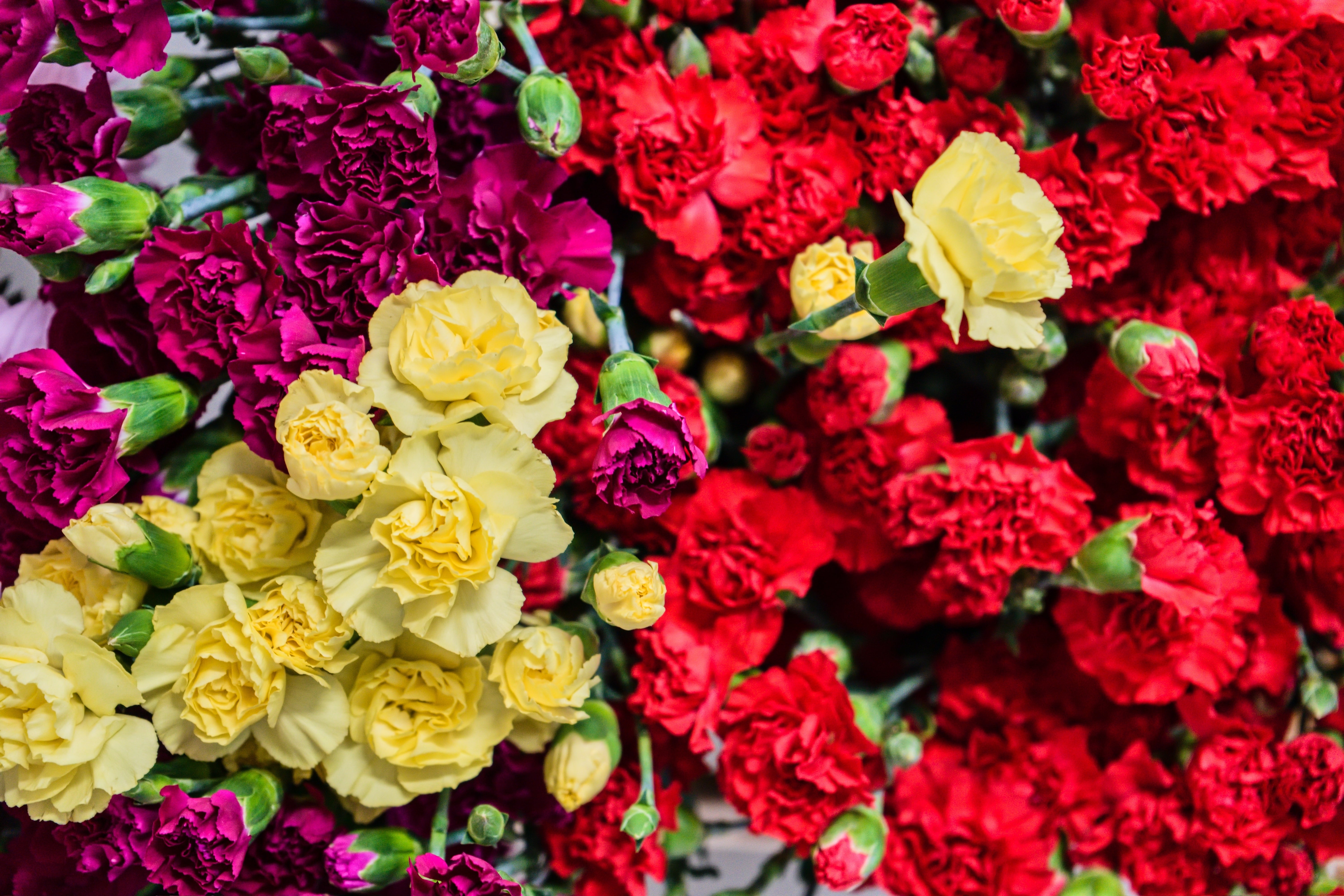 100 RAINBOW CARNATION Mix Mixed Colors Dianthus Caryophyllus