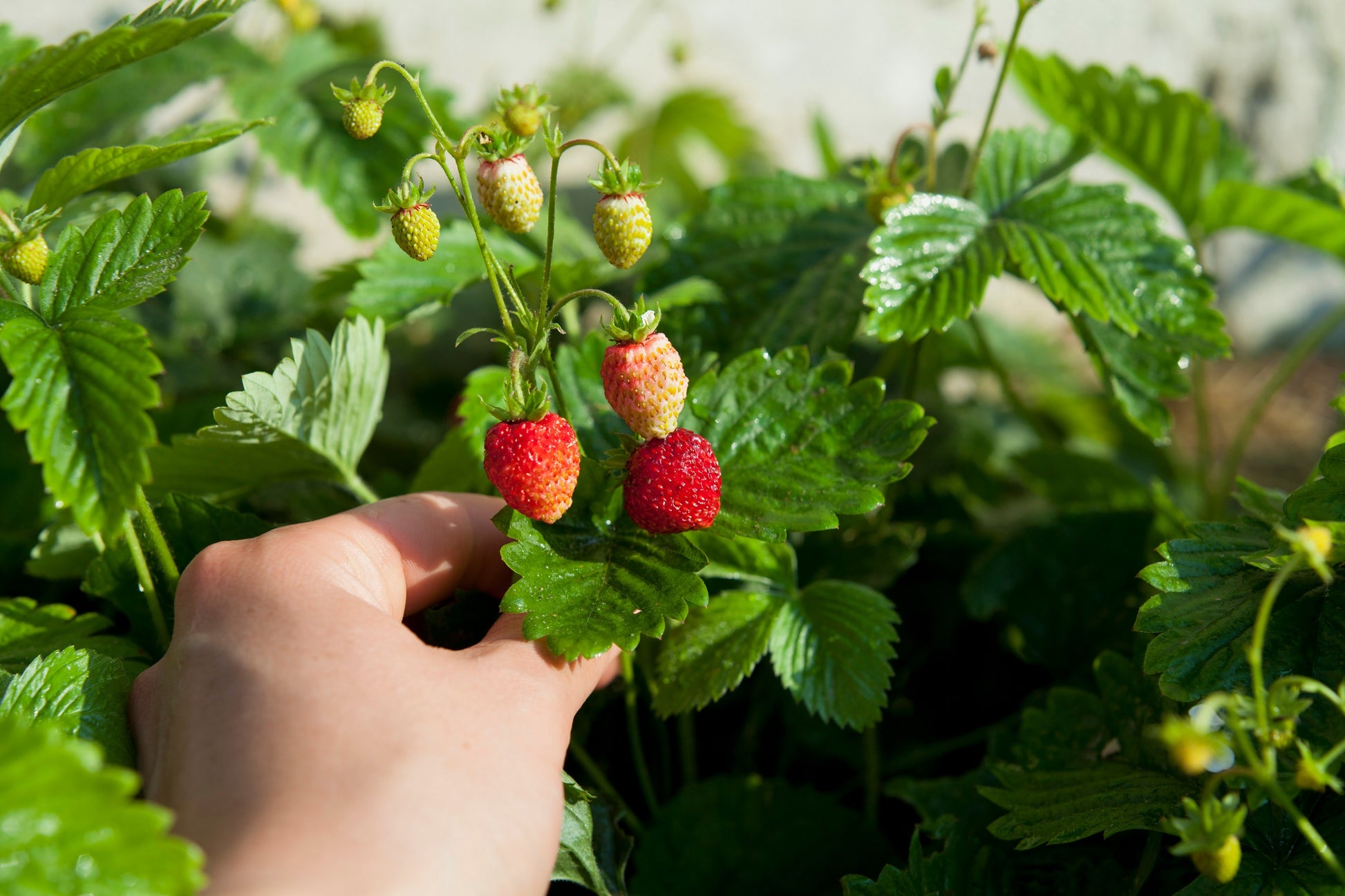 strawberry seeds melvor 100 VESCA BARON STRAWBERRY Solemacher Berry Fragari Fruit Seeds – Seedville  USA