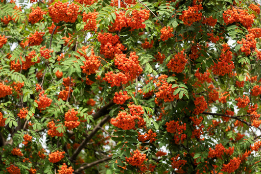 20 ASH TREE Mountain / Amur / Rowan - Sorbus Aucuparia Seeds