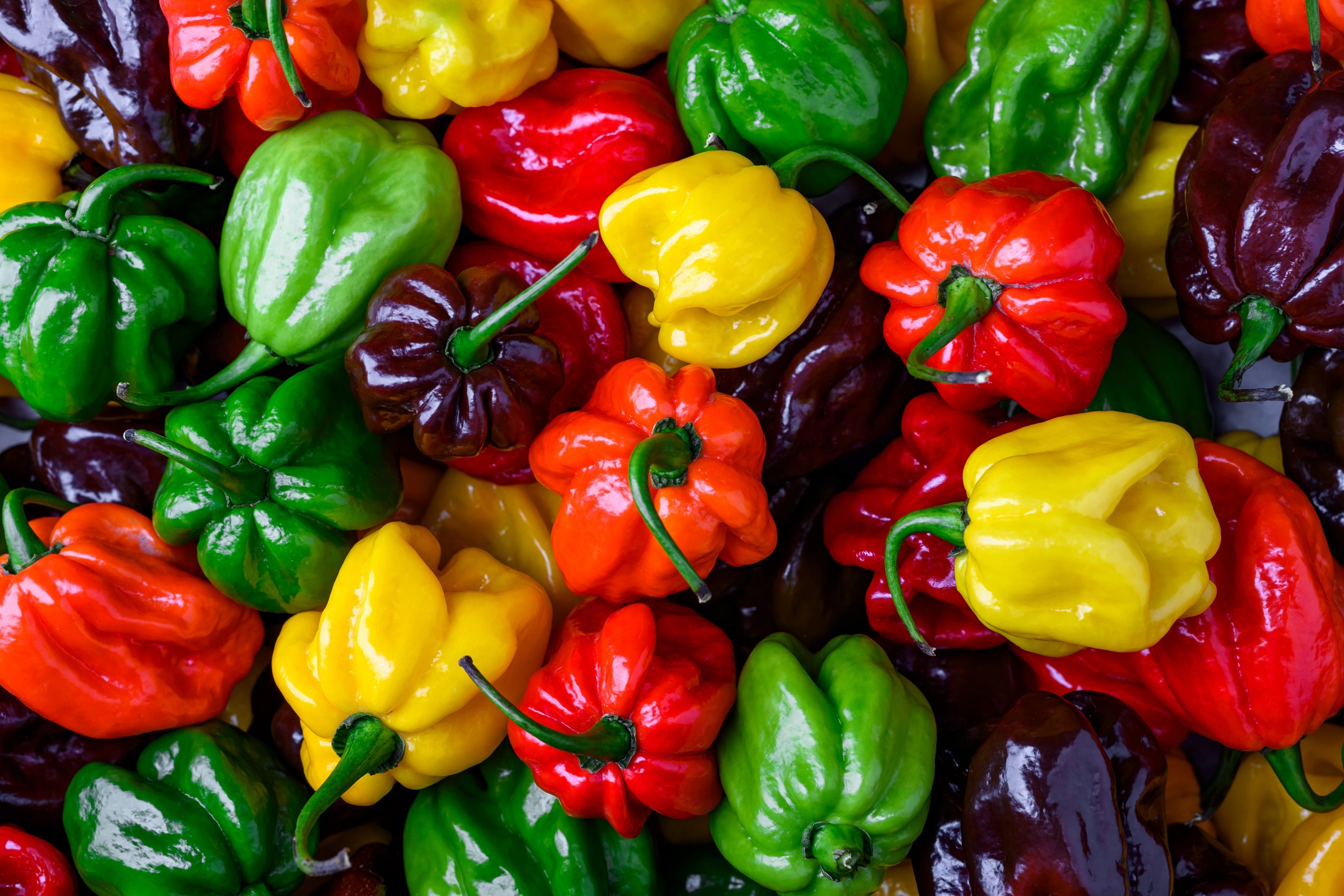 Seedville Habanero Pepper Seeds - Thumbnail 2
