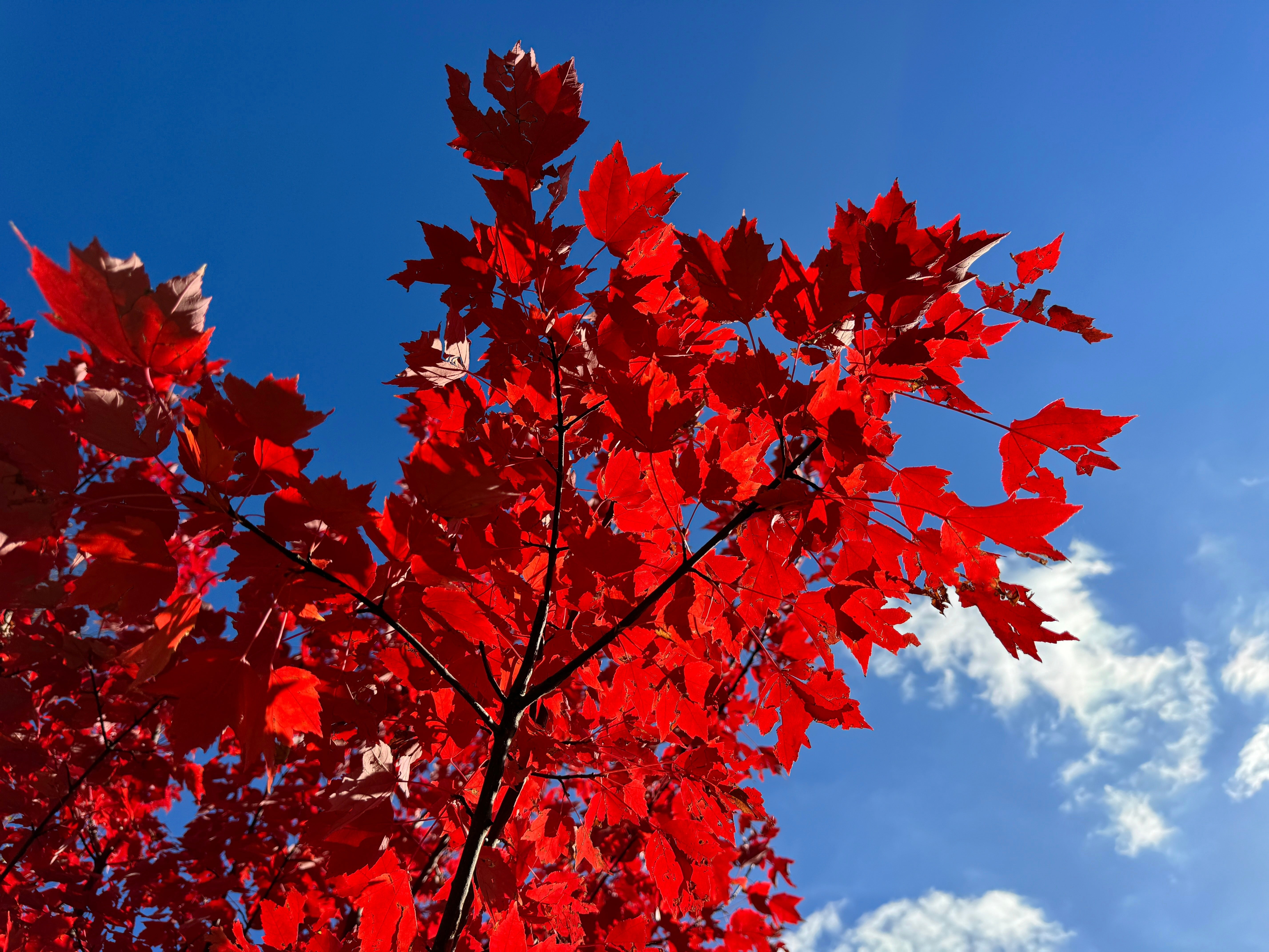 25 Scarlet CAROLINA RED MAPLE Tree Acer Rubrum Seeds – Seedville USA