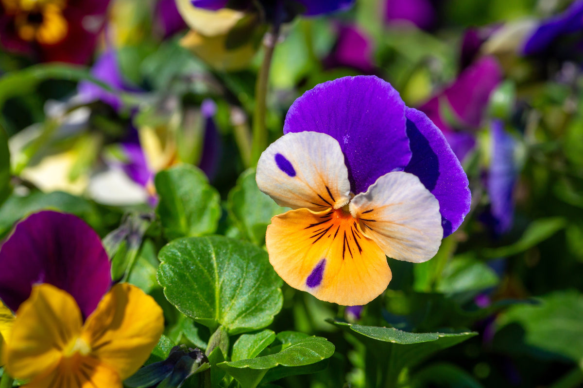 250 JOHNNY JUMP UP Helen Mount Violet Viola Tricolor Purple & Yellow Flower Seeds