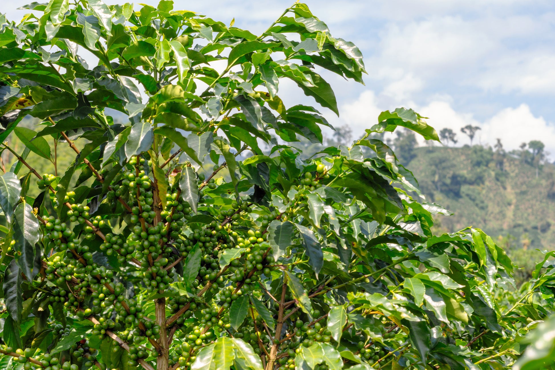 coffee seeds to plant 15 ARABICA COFFEE Tree Shrub Seeds
