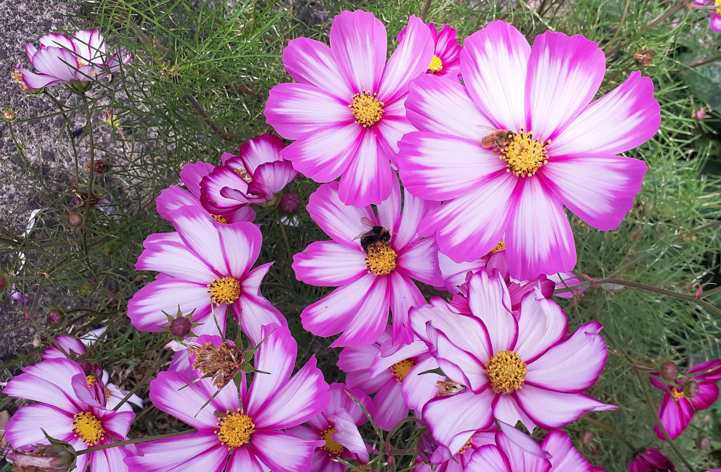300 CANDY STRIPE COSMOS Bipinnatus Pink White Flower Seeds