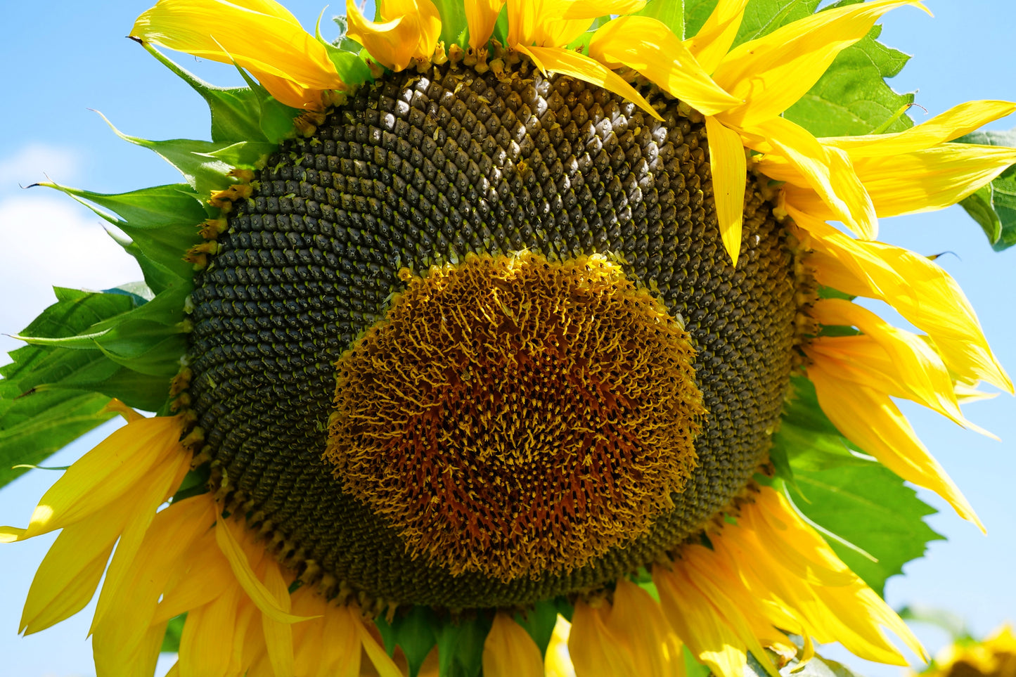 50 HOPI Black Dye SUNFLOWER Helianthus Annuus Flower Seeds