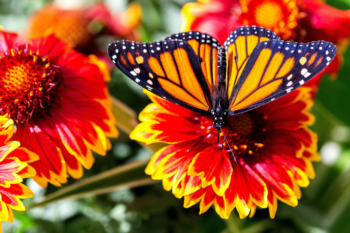 100 ARIZONA SUN GAILLARDIA Pulchella Indian Blanket Flower Seeds