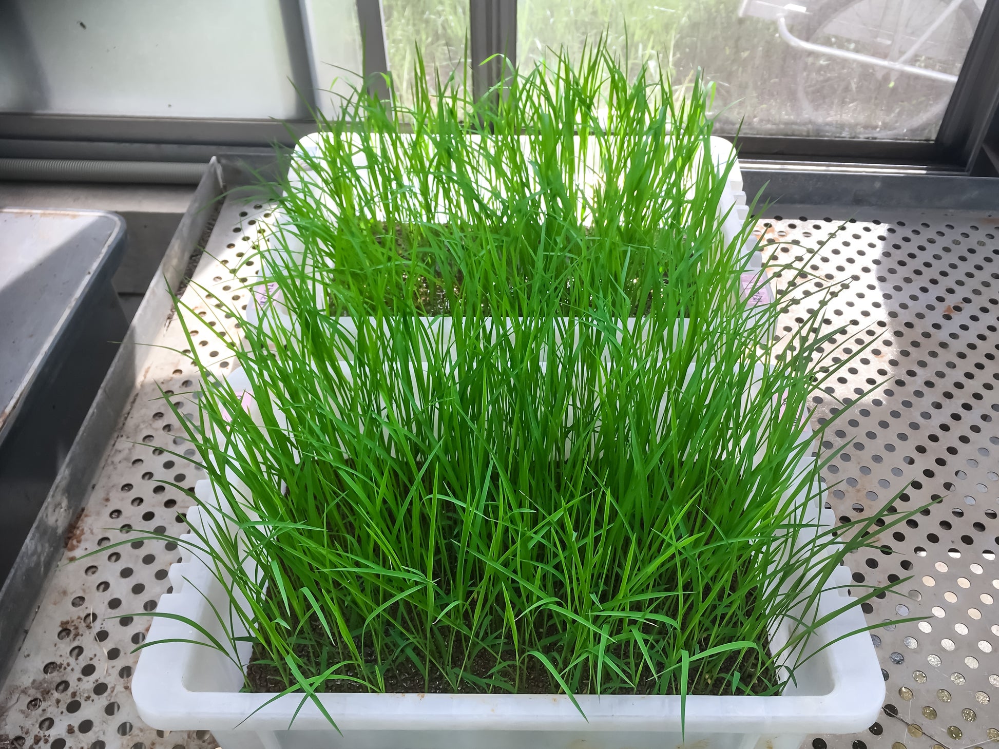 white rice seeds for planting 100 Long Grain BROWN WHITE RICE Oryza Sativa Vegetable Seeds