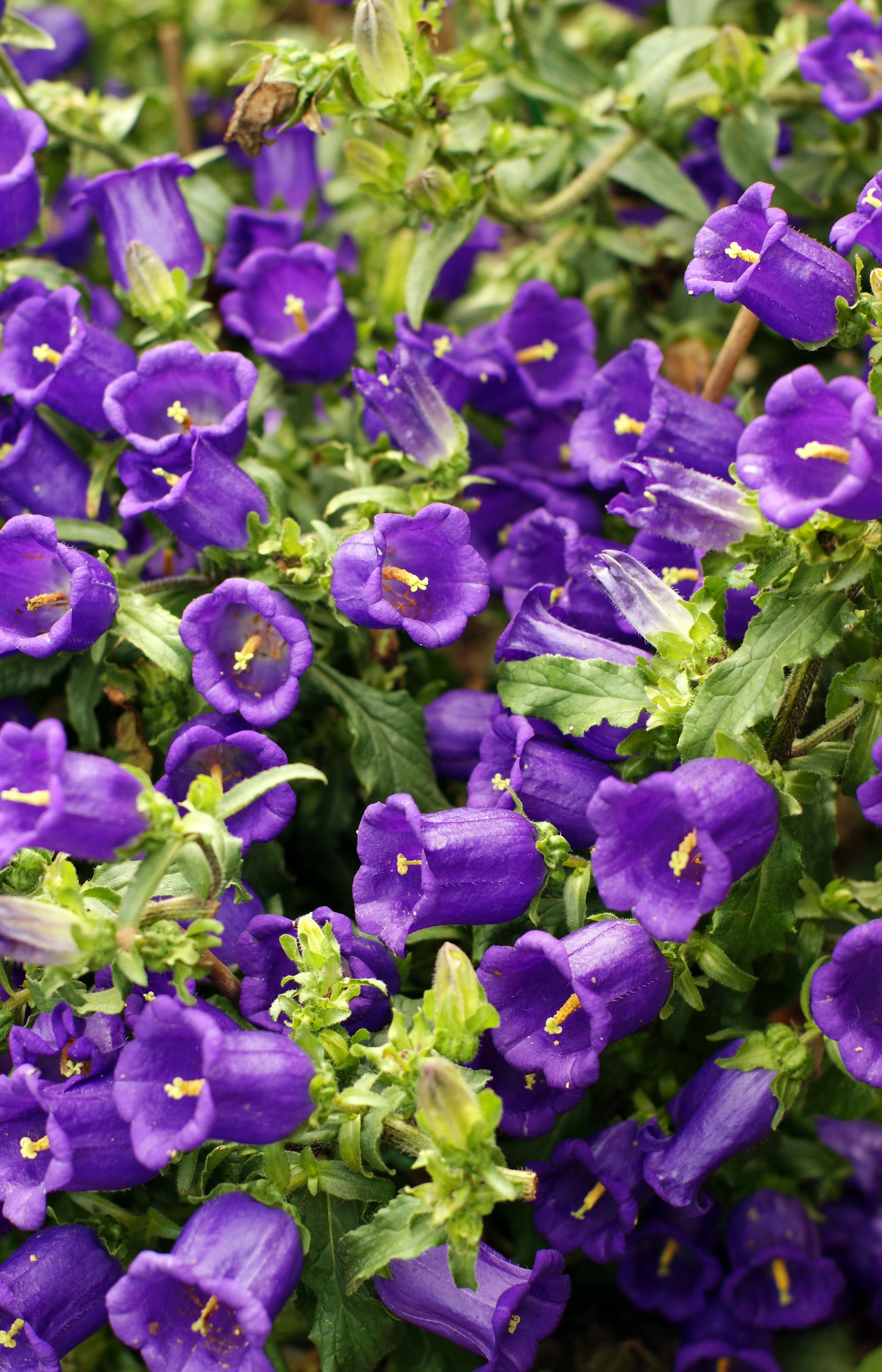 200 Blue CANTERBURY BELLS - CAMPANULA Medium Flower Seeds