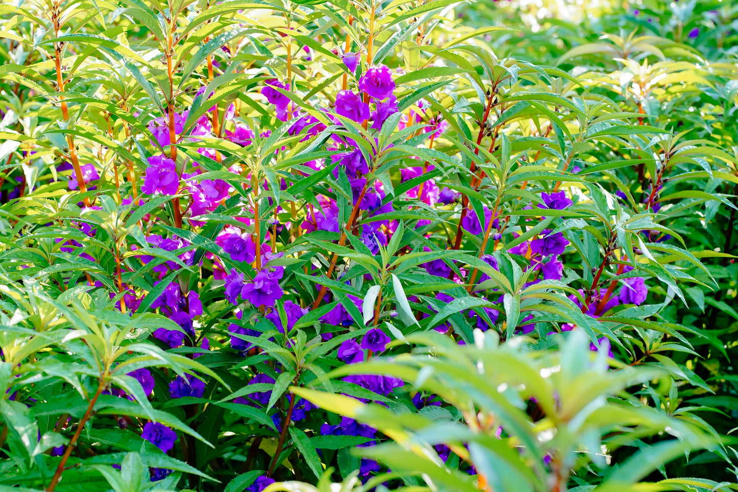 balsam flower seeds 100 IMPATIENS (Balsam / Lady Slipper / Touch Me Not) Impatiens Balsami – Seedville USA