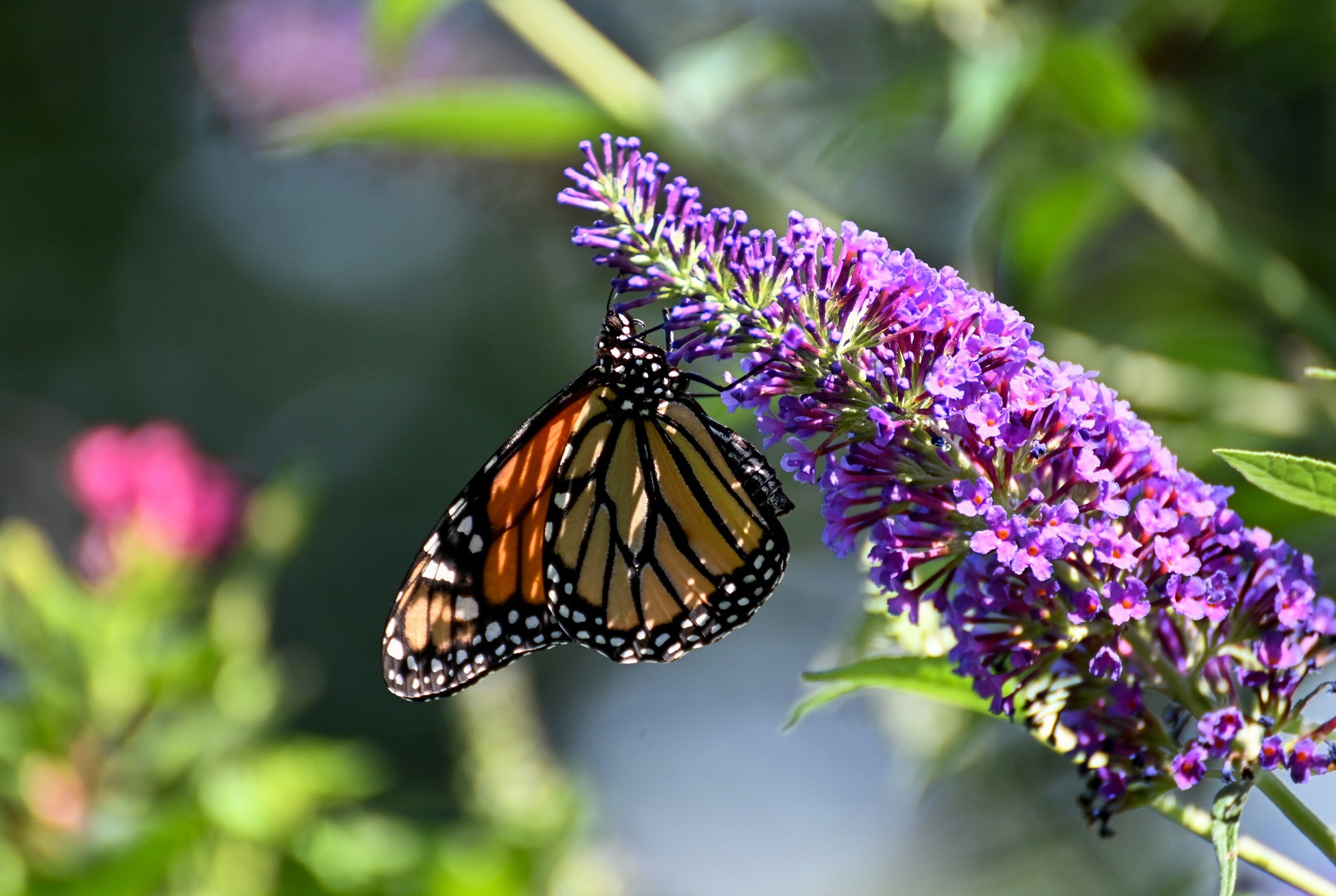 butterfly bush seeds planting 50 VIOLET BUTTERFLY BUSH Buddleja Davidii Purple Flower Seeds