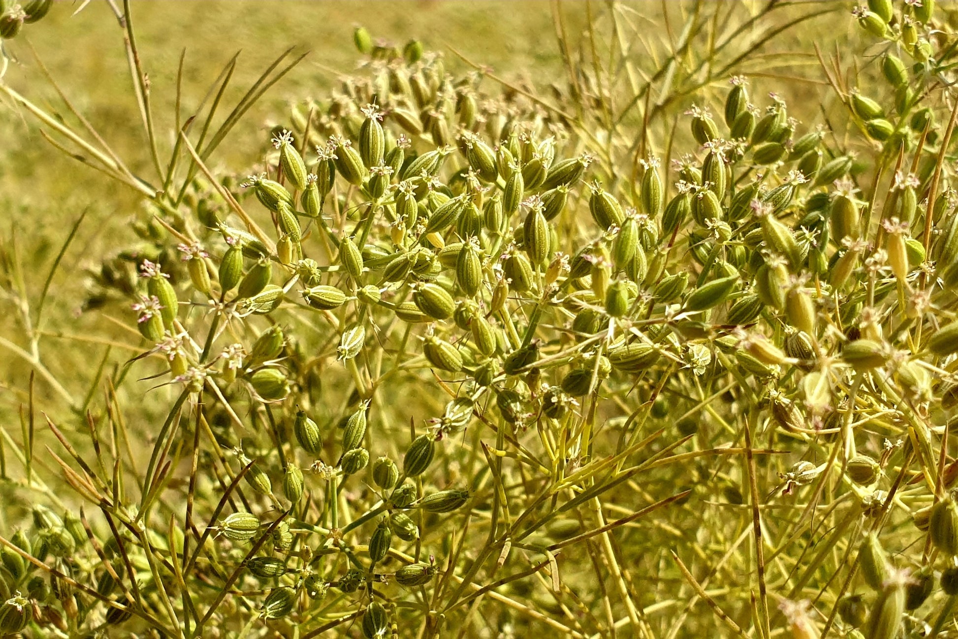 buy cumin seeds for planting 500 Organic CUMIN Cuminum Cyminum Herb Flower Seeds – Seedville USA