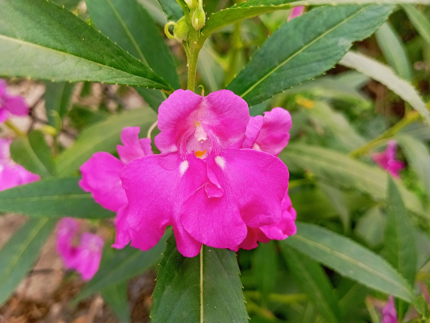 100 IMPATIENS (Balsam / Lady Slipper / Touch Me Not) Impatiens Balsamina Flower Seeds