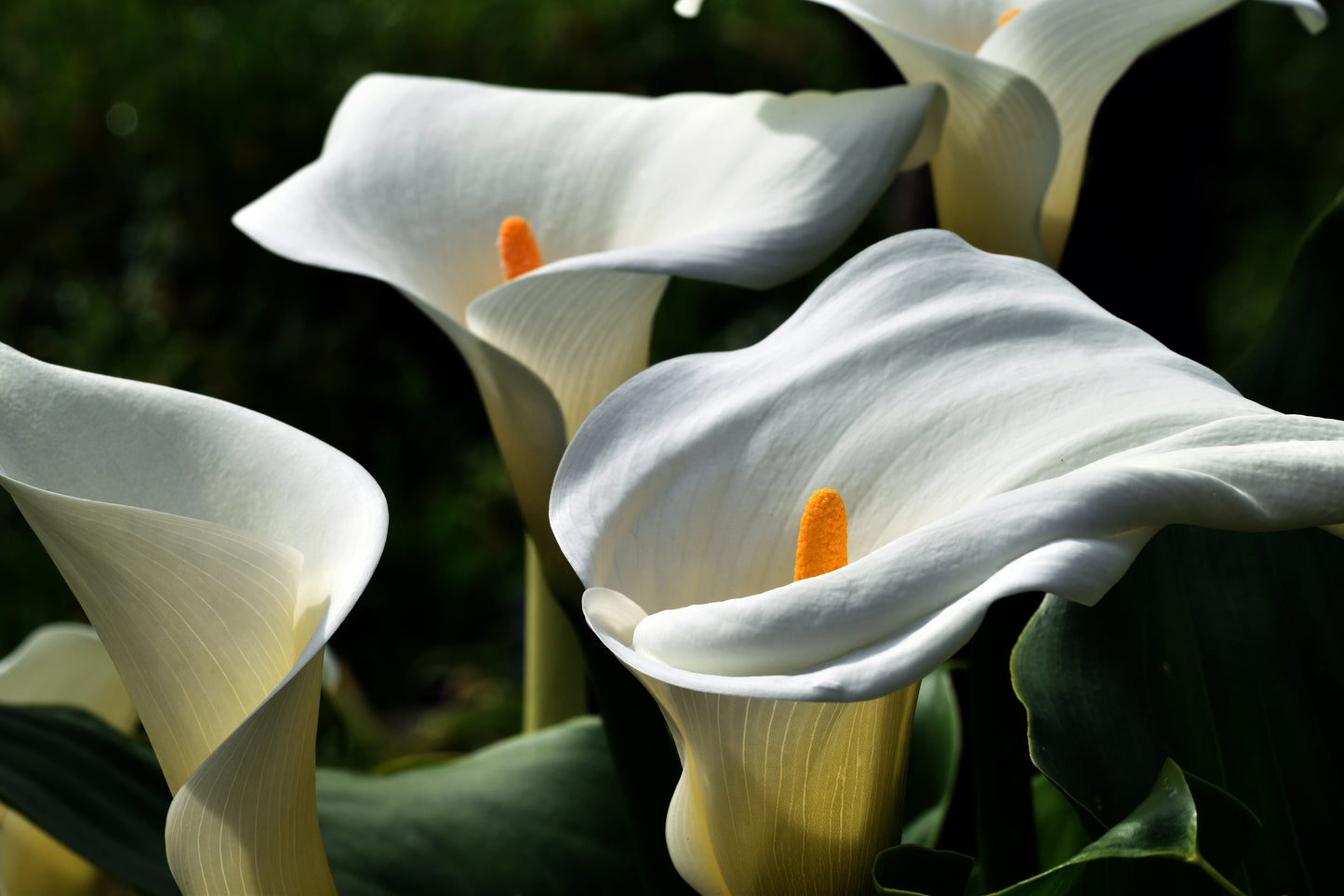10 *Seeds WHITE CALLA LILY Zantedeschia Aethiopica Arum Trumpet Lily Flower Houseplant