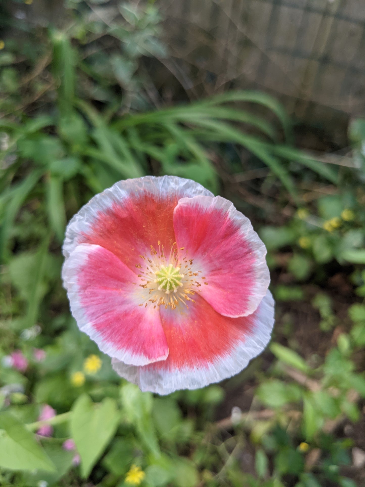 1000 PINK & WHITE POPPY Papaver Somniferum Flower Seeds