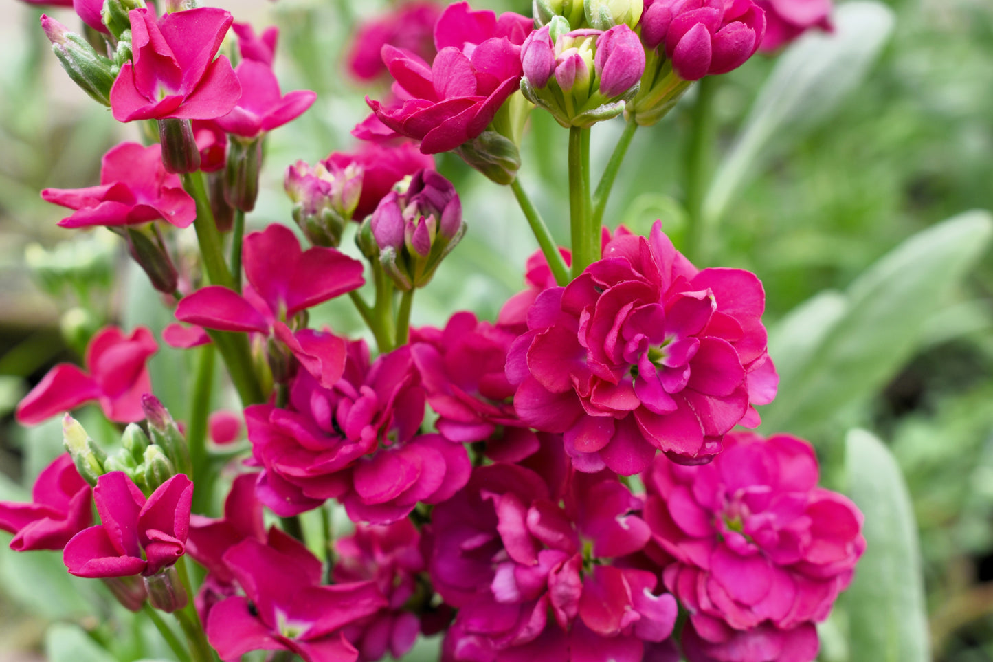50 Rose PINK STOCK Matthiola Incana Ten-Week Gillyflower Seeds