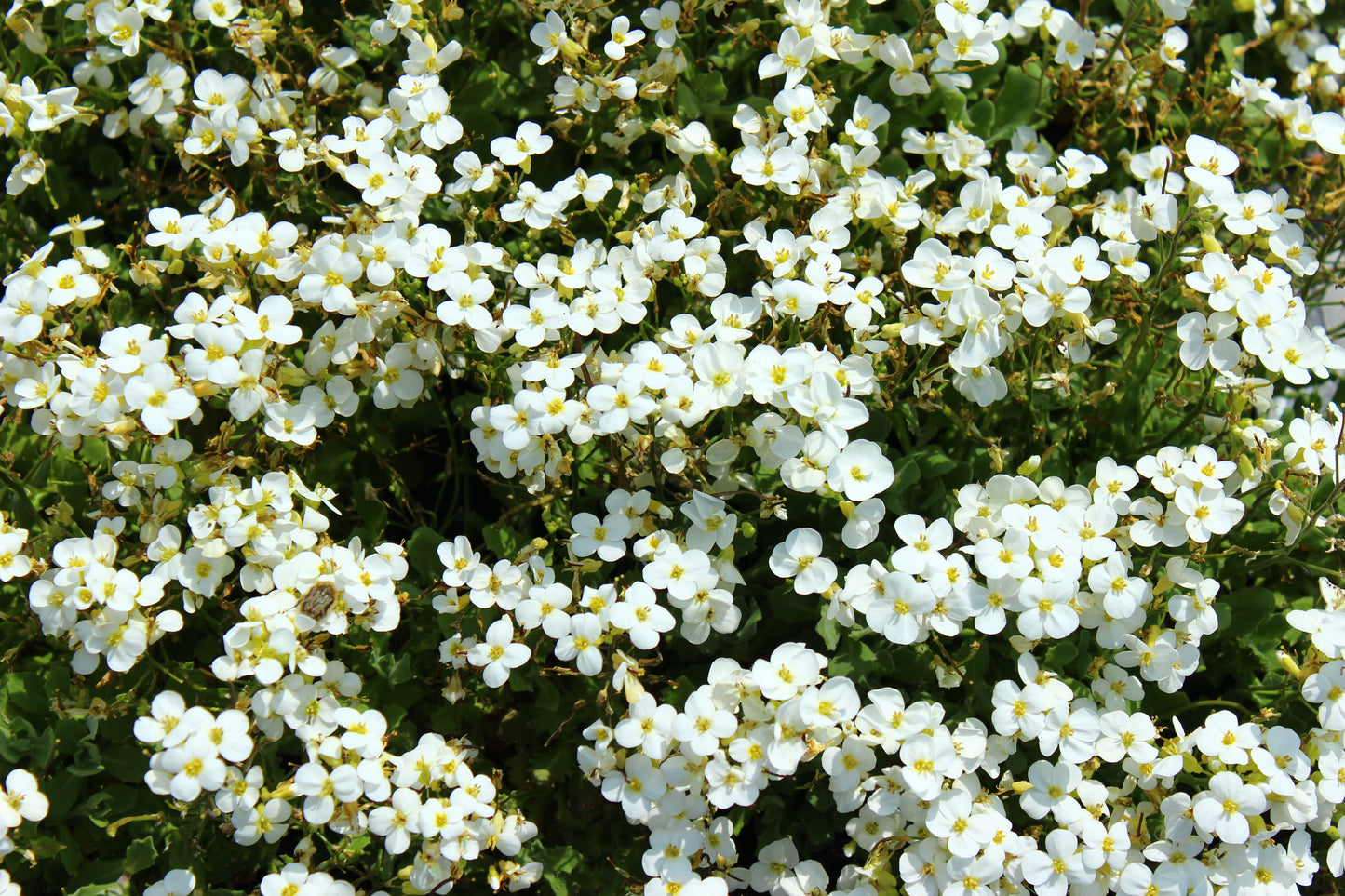 rock cress flower seeds 800 WHITE ALPINE ROCKCRESS Aubrieta Rock Cress Arabis Alpina Flower Se – Seedville USA