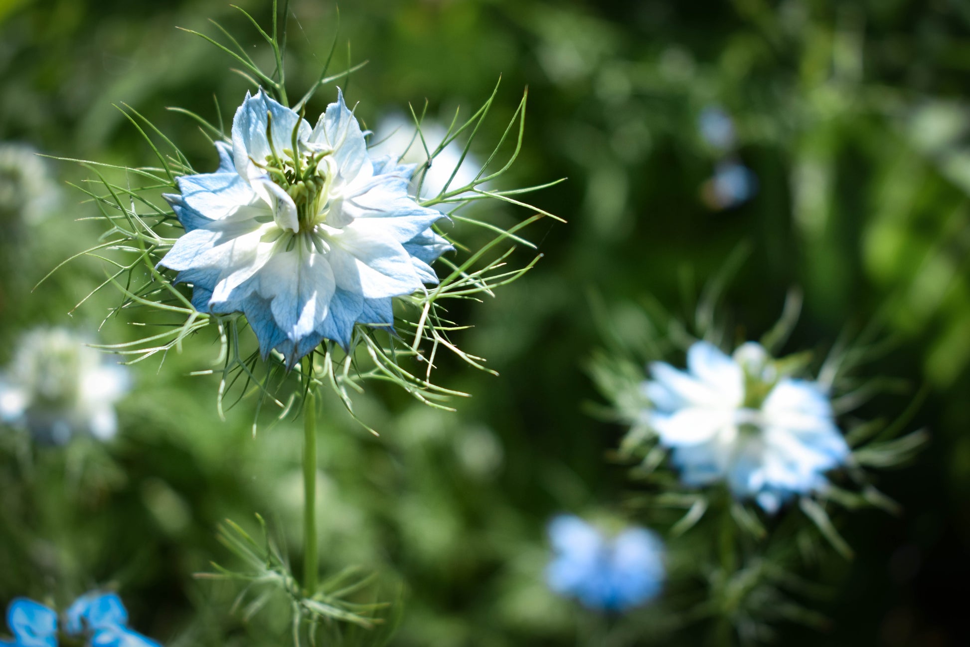 middlemist flower seeds 400 Blue & White LOVE IN A MIST Nigella Damascena Fennel Flower Seeds