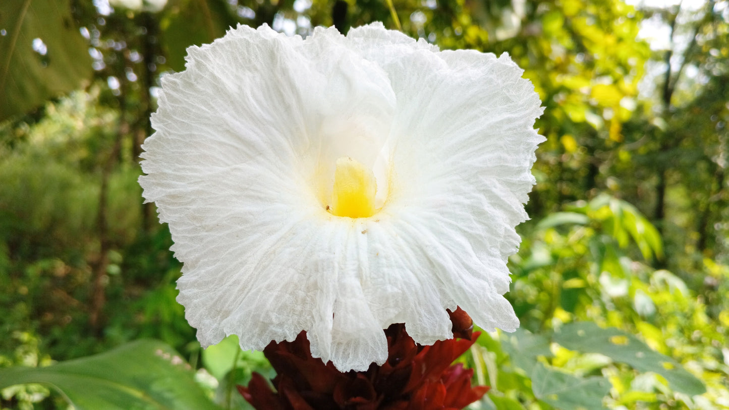 10 CREPE GINGER Hellenia Speciosa Cheilocostus Costus Red & White Wild Spiral Flag Flower Seeds