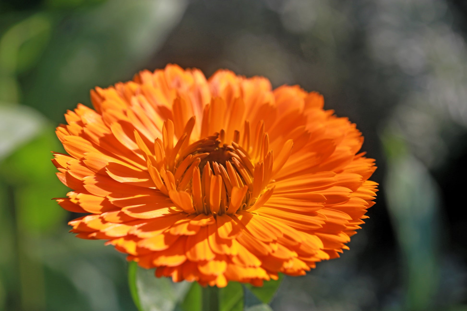 marigold flowers seeds price 500 PACIFIC Beauty ORANGE MARIGOLD Calendula Officinalis Flower Seeds – Seedville USA