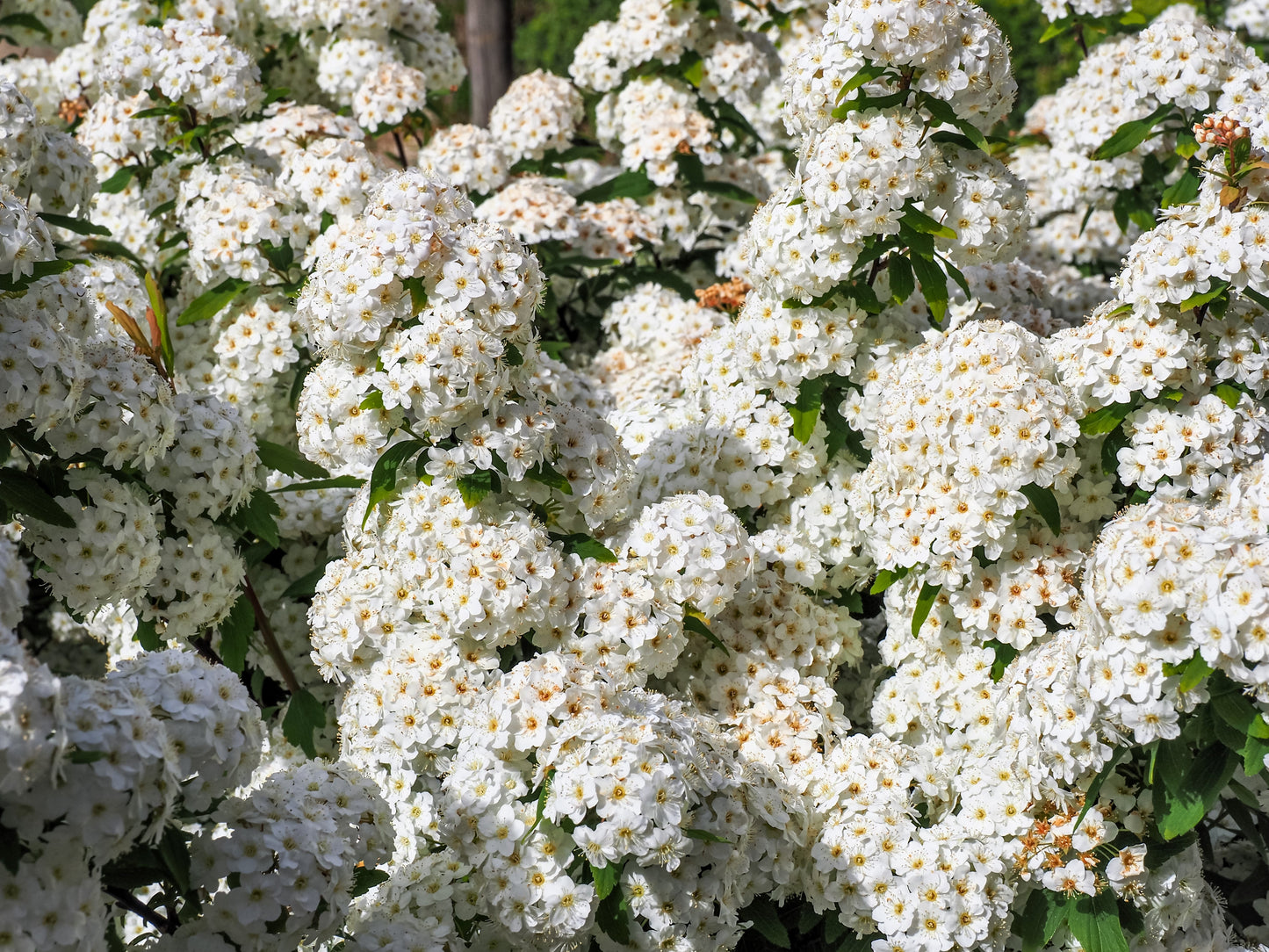 50 White CHINESE SPIREA Spiraea Chinensis Meadowsweet Flower Bush Shrub Seeds