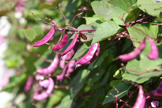 10 Ruby Moon HYACINTH BEAN Lablab Purpureus Blue Purple White Flower Ornamental Vine Seeds