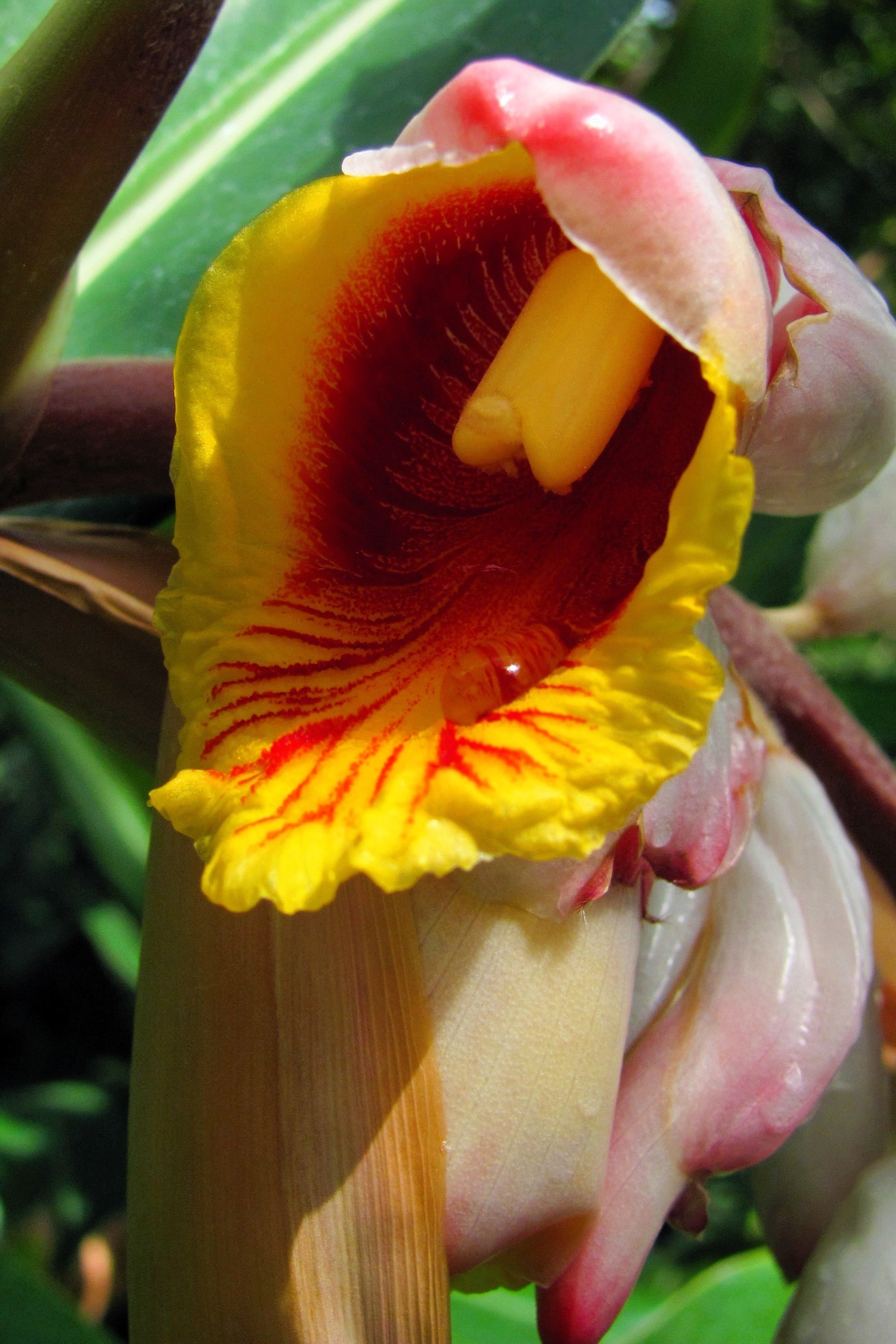5 KAT GINGER Pink & Yellow Shell Alpinia Katsumadai Hayata Flower Herb –  Seedville USA