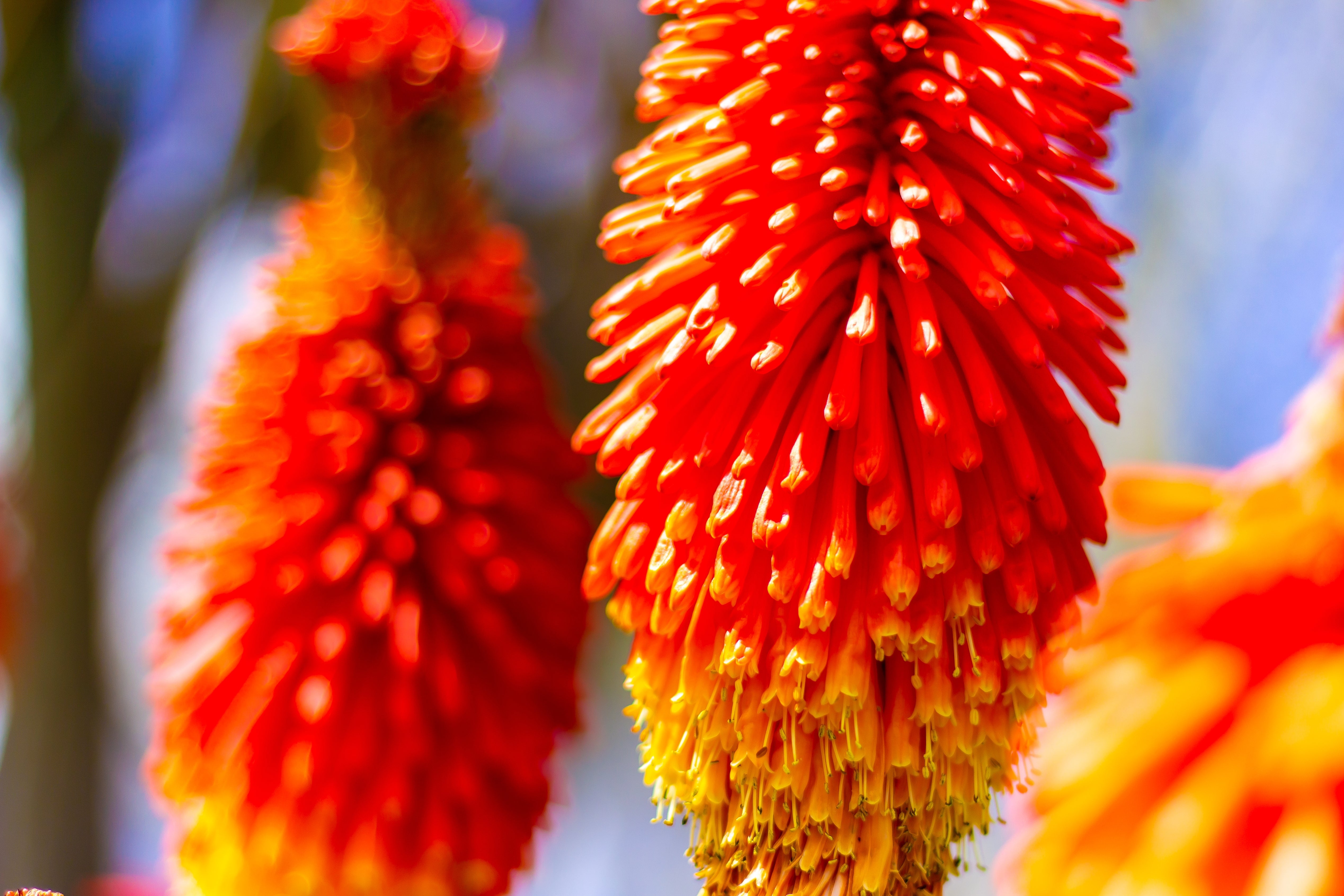 50 TORCH LILY Red Hot Poker / Tritoma / Kniphofia Uvaria Flower