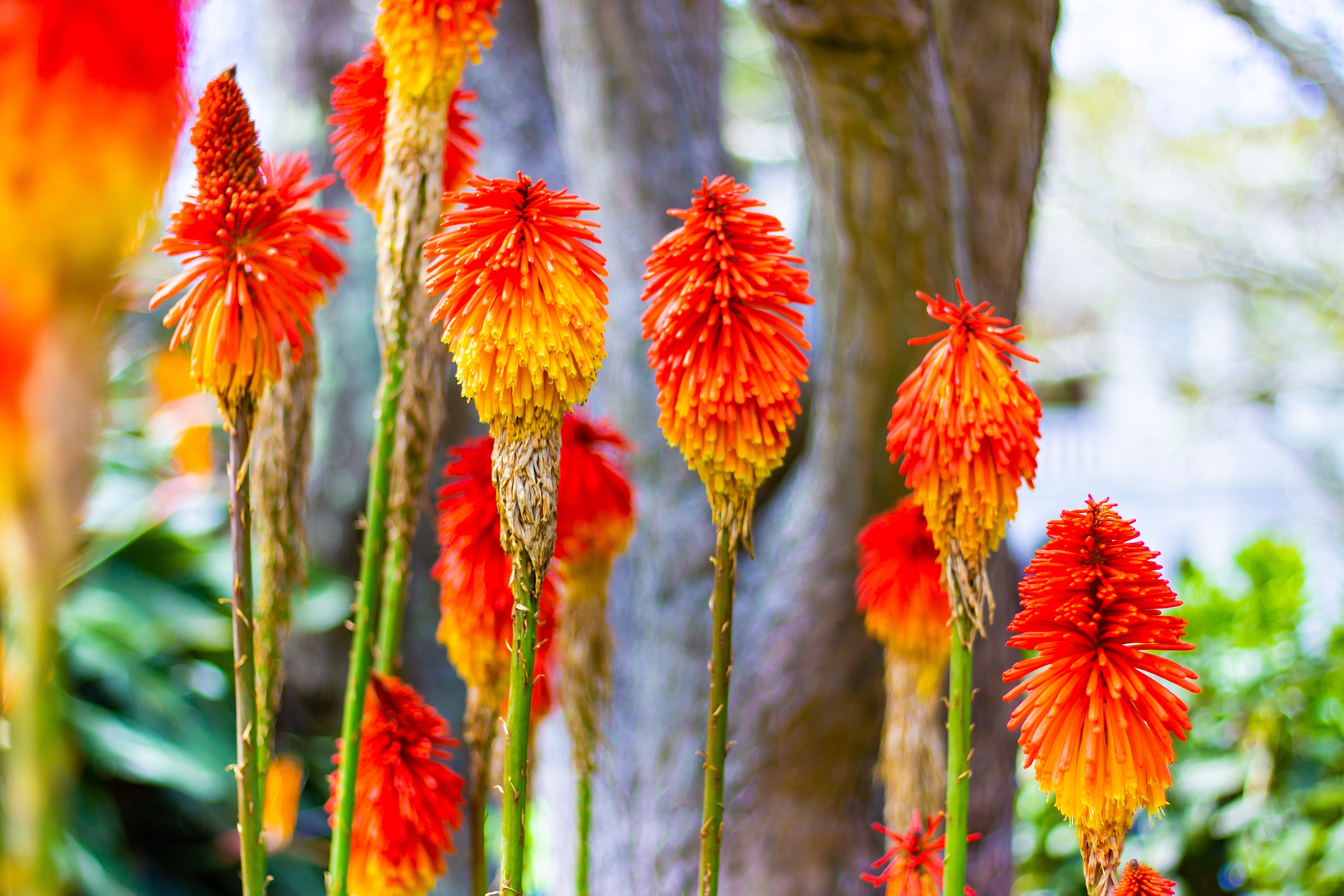 50 TORCH LILY Red Hot Poker / Tritoma / Kniphofia Uvaria Flower