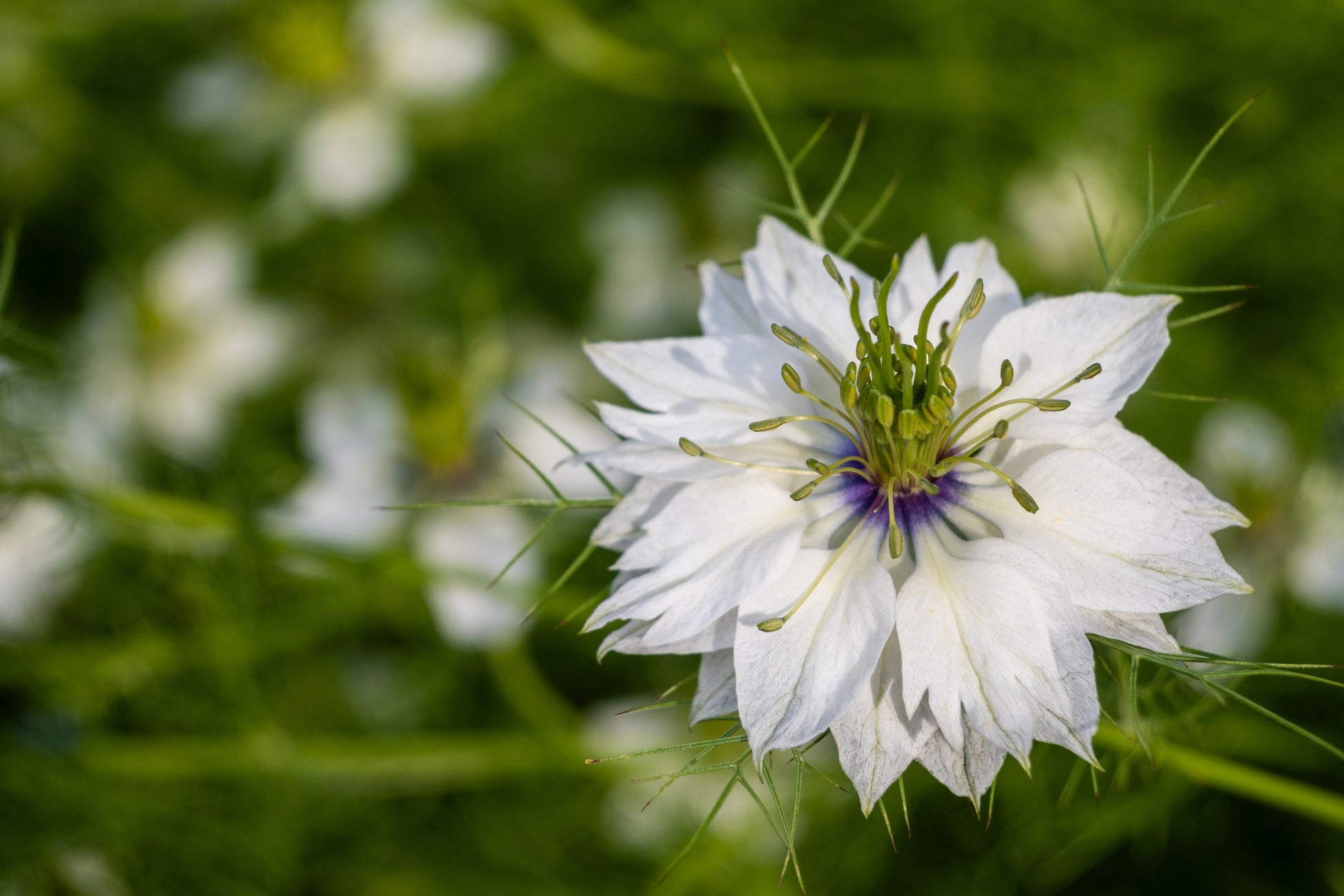 love in a mist persian jewels flower seeds 500 LOVE In A MIST PERSIAN Jewels Mixed Colors (Fennel Flower) Nigella Damascena Flower Seeds