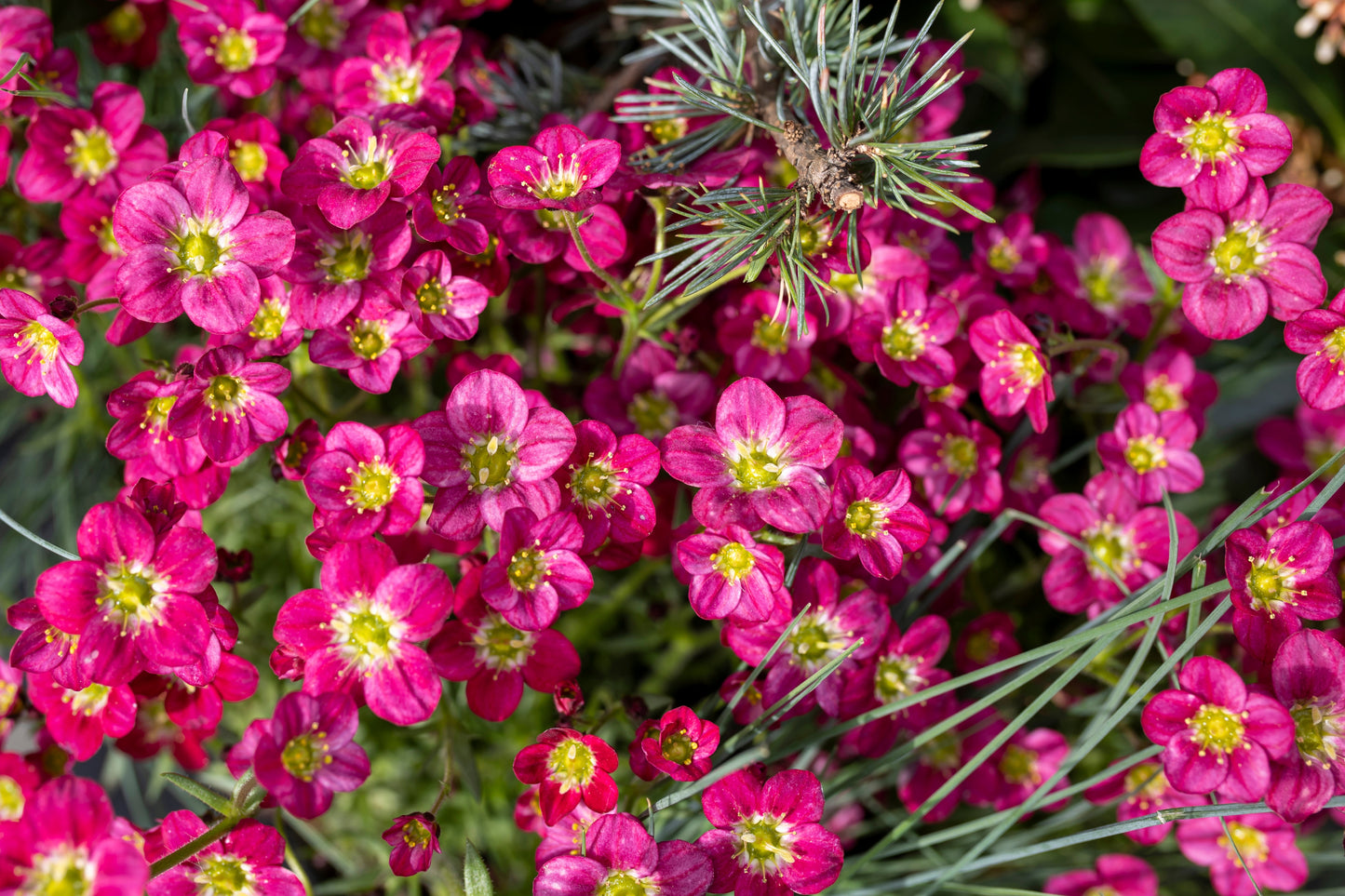50 FLORAL CARPET SAXIFRAGA Arendsii Rose Pink Mossy Rockfoil Evergreen Flower Seeds