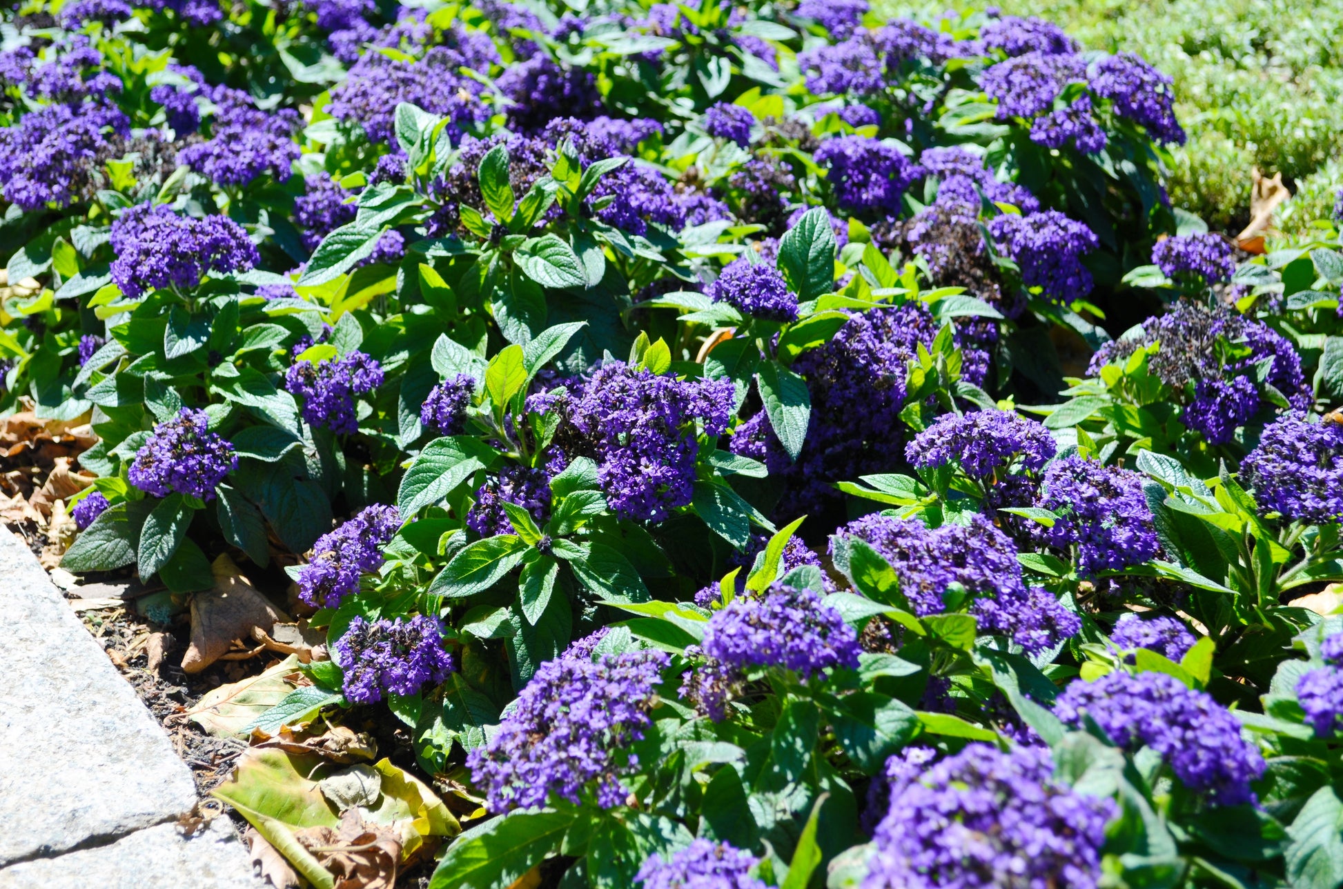 planting heliotrope seeds 50 Blue MARINE HELIOTROPE Heliotropium Arborescens Flower Seeds